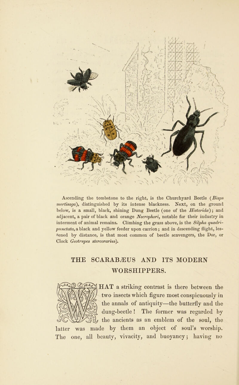 Ascending the tombstone to the right, is the Churchyard Beetle {Blaps mortisaga), distinguished by its intense blackness. Next, on the ground below, is a small, black, shining Dung Beetle (one of the Histeridce); and adjacent, a pair of black and orange Necrophorij notable for their industry in interment of animal remains. Climbing the grass above, is the Silpha quadri- punctata,a.h\a.ck. and yellow feeder upon carrion; and in descending flight, les- sened by distance, is that most common of beetle scavengers, the Dor, or Clock Geotrupes stercorarius). THE SCARAB^US AND ITS MODERN WORSHIPPERS. HAT a striking contrast is there between the two insects which figure most conspicuously in the annals of antiquity—the butterfly and the dung-beetle ! The former was regarded by the ancients as an emblem of the soul, the latter was made by them an object of soul’s worship. The one, all beauty, vivacity, and buoyancy; having no