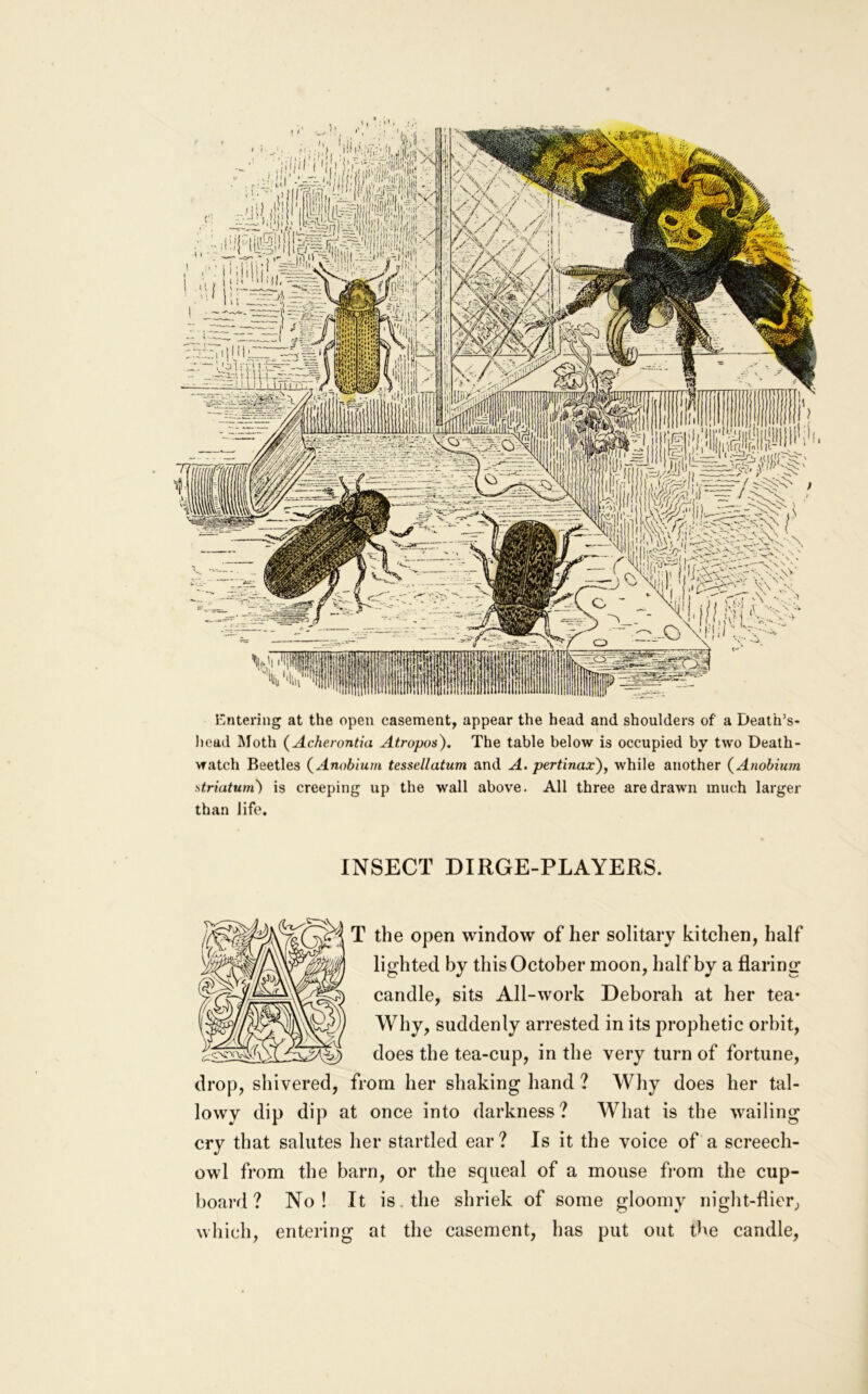 L’ntering at the open casement, appear the head and shoulders of a Death’s- head Moth (Acherontia Atropos). The table below is occupied by two Death- watch Beetles {Anobium tessellatum and A. pertinax), while another {Anobium !>triatum^ is creeping up the wall above. All three are drawn much larger than life. INSECT DIRGE-PLAYERS. (3^1 T the open window of her solitary kitchen, half lighted by this October moon, half by a flaring candle, sits All-work Deborah at her tea- Why, suddenly arrested in its prophetic orhit, does the tea-cup, in the very turn of fortune. drop, shivered, from her shaking hand ? Why does her tal- lowy dip dip at once into darkness ? What is the wailing cry that salutes her startled ear? Is it the voice of a screech- owl from the barn, or the squeal of a mouse from the cup- board ? No! It is. the shriek of some gloomy night-flier, which, entering at the casement, has put out the candle,