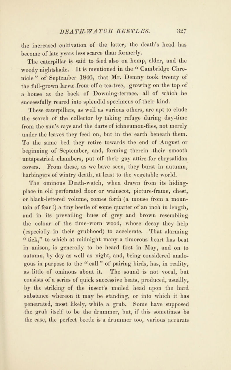 the increased cultivation of the latter, the death’s head has become of late years less scarce than formerly. The caterpillar is said to feed also on hemp, elder, and the woody nightshade. It is mentioned in the “ Cambridge Chro- nicle ” of September 1846, that Mr. Demny took twenty of the full-grown larvae from off a tea-tree, growing on the top of a house at the back of Downing-terrace, all of which he successfully reared into splendid specimens of their kind. These caterpillars, as w^ell as various others, are apt to elude the search of the collector by taking refuge during day-time from the sun’s rays and the darts of ichneumon-flies, not merely under the leaves they feed on, but in the earth beneath them. To the same bed they retire towards the end of August or beginning of September, and, forming therein their smooth untapestried chambers, put off their gay attire for chrysalidan covers. From these, as we have seen, they burst in autumn, harbingers of wintry death, at least to the vegetable world. The ominous Death-watch, when drawn from its hiding- place in old perforated floor or wainscot, picture-frame, chest, or black-lettered volume, comes forth (a mouse from a moun- tain of fear !) a tiny beetle of some quarter of an inch in length, and in its prevailing hues of grey and brown resembling the colour of the time-worn wood, whose decay they help (especially in their grubhood) to accelerate. That alarming tick,” to which at midnight many a timorous heart has beat in unison, is generally to be heard first in May, and on to autumn, by day as well as night, and, being considered analo- gous in purpose to the ^^call” of pairing birds, has, in reality, as little of ominous about it. The sound is not vocal, but consists of a series of quick successive beats, produced, usually, by the striking of the insect’s mailed head upon the hard substance whereon it may be standing, or into which it has penetrated, most likely, while a grub. Some have supposed the grub itself to be the drummer, but, if this sometimes be the case, the perfect beetle is a drummer too, various accurate