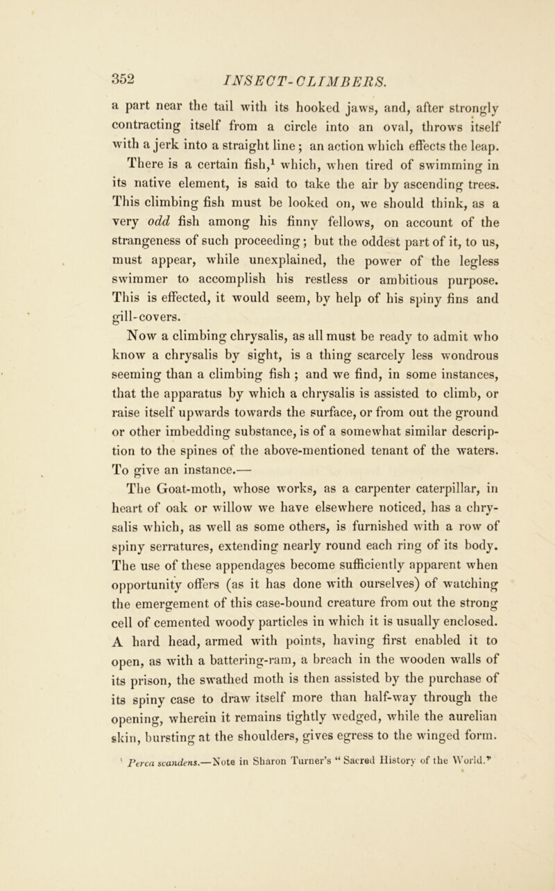 a part near the tail with its hooked jaws, and, after strongly contracting itself from a circle into an oval, throws itself with a jerk into a straight line ; an action which effects the leap. There is a certain fish,^ which, when tired of swimming in its native element, is said to take the air by ascending trees. This climbing fish must be looked on, we should think, as a very odd fish among his finny fellows, on account of the strangeness of such proceeding; but the oddest part of it, to us, must appear, while unexplained, the power of the legless swimmer to accomplish his restless or ambitious purpose. This is effected, it would seem, by help of his spiny fins and gill'Covers. Now a climbing chrysalis, as all must be ready to admit who know a chrysalis by sight, is a thing scarcely less wondrous seeming than a climbing fish ; and we find, in some instances, that the apparatus by which a chrysalis is assisted to climb, or raise itself upwards towards the surface, or from out the ground or other imbedding substance, is of a somewhat similar descrip- tion to the spines of the above-mentioned tenant of the waters. To give an instance.— The Goat-moth, whose works, as a carpenter caterpillar, in heart of oak or willow we have elsewhere noticed, has a chry- salis which, as well as some others, is furnished with a row of spiny serratures, extending nearly round each ring of its body. The use of these appendages become sufiiciently apparent when opportunity offers (as it has done with ourselves) of watching the emergement of this case-bound creature from out the strong cell of cemented woody particles in which it is usually enclosed. A hard head, armed with points, having first enabled it to open, as with a battering-ram, a breach in the wooden walls of its prison, the swathed moth is then assisted by the purchase of its spiny case to draw itself more than half-way through the opening, wherein it remains tightly w^edged, while the aurelian skin, bursting at the shoulders, gives egress to the winged form. ’ Ptrca scandens.—Note in Sharon Turner’s “ Sacred History of the V\’orld.’’