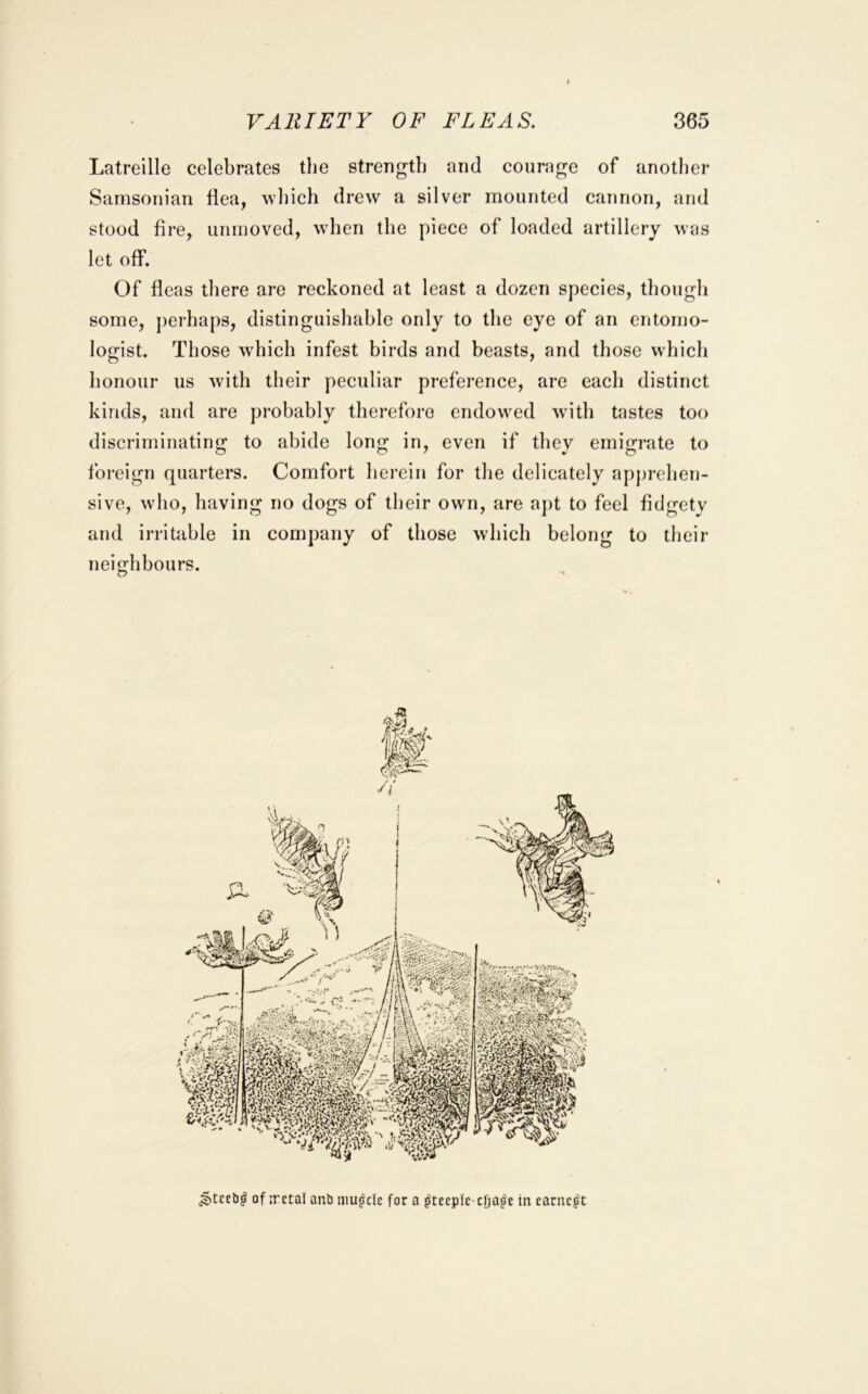 Latreille celebrates the strength and courage of another Samsonian flea, wliich drew a silver mounted cannon, and stood fire, unmoved, when the piece of loaded artillery was let off. Of fleas there are reckoned at least a dozen species, though some, ])erhaps, distinguishable only to the eye of an entomo- logist. Those which infest birds and beasts, and those which honour us with their peculiar preference, are each distinct kinds, and are probably therefore endowed with tastes too discriminatinfj to abide lon^; in, even if thev emiirrate to foreign quarters. Comfort herein for the delicately apprehen- sive, who, having no dogs of their own, are apt to feel fidgety and irritable in company of those which belong to their neighbours. of n'ctal anb niu^ck for a ^tecpfc-cDo^c in earnest