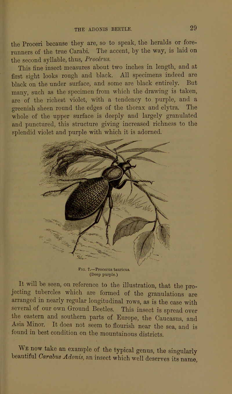 THE ADONIS BEETLE. the Proceri because they are, so to speak, the heralds or fore- runners of the true Carabi. The accent, by the way, is laid on the second syllable, thus, Prodrus. This fine insect measures about two inches in length, and at first sight looks rough and black. All specimens indeed are black on the under surface, and some are black entirely. But many, such as the specimen from which the drawing is taken, are of the richest violet, with a tendency to purple, and a greenish sheen round the edges of the thorax and elytra. The whole of the upper surface is deeply and largely granulated and punctured, this structure giving increased richness to the splendid violet and purple with which it is adorned. Fig. 7.—Procerus tauricus. (Deep purple.) It will be seen, on reference to the illustration, that the pro- jecting tubercles which are formed of the granulations are arranged in nearly regular longitudinal rows, as is the case with several of our own Ground Beetles. This insect is spread over the eastern and southern parts of Europe, the Caucasus, and Asia Minor. It does not seem to flourish near the sea, and is found in best condition on the mountainous districts. Me now take an example of the typical genus, the singularly beautiful Cardbus Adorns, an insect which well deserves its name