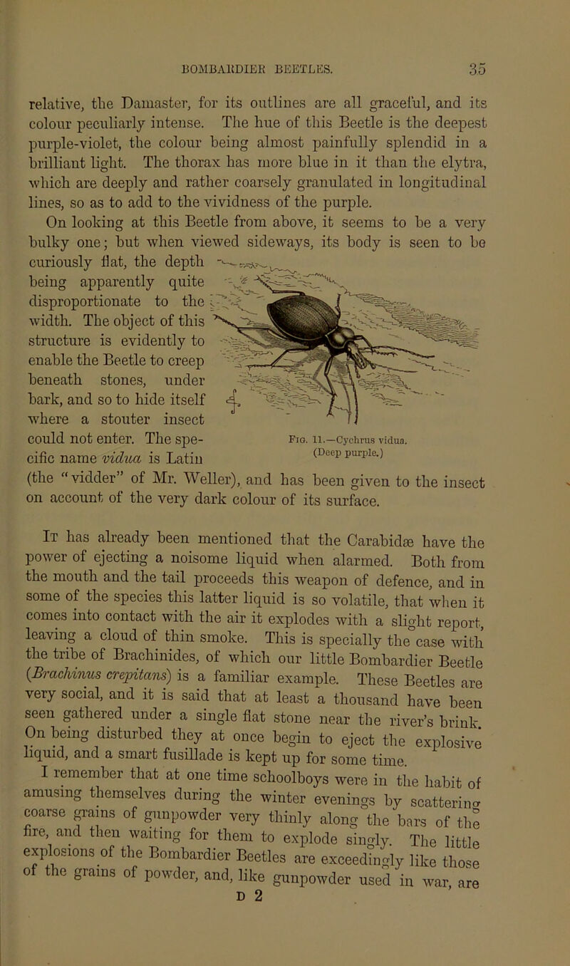 Fio. 11.—Cychrus vidua. (Deep purple.) relative, tlie Damaster, for its outlines are all graceful, and its colour peculiarly intense. The hue of this Beetle is the deepest purple-violet, the colour being almost painfully splendid in a brilliant light. The thorax has more blue in it than the elytra, which are deeply and rather coarsely granulated in longitudinal lines, so as to add to the vividness of the purple. On looking at this Beetle from above, it seems to be a very bulky one; but when viewed sideways, its body is seen to be curiously Hat, the depth being apparently quite disproportionate to the width. The object of this structure is evidently to enable the Beetle to creep beneath stones, under bark, and so to hide itself wdiere a stouter insect could not enter. The spe- cific name vidua is Latin (the “ vidder” of Mr. Weller), and has been given to the insect on account of the very dark colour of its surface. It has already been mentioned that the Carabidm have the power of ejecting a noisome liquid when alarmed. Both from the mouth and the tail proceeds this weapon of defence, and in some of the species this latter liquid is so volatile, that when it comes into contact with the air it explodes with a slight report, leaving a cloud of thin smoke. This is specially the case with the tribe of Brachinides, of which our little Bombardier Beetle (Brachinus crepitans) is a familiar example. These Beetles are very social, and it is said that at least a thousand have been seen gathered under a single flat stone near the river’s brink On being disturbed they at once begin to eject the explosive liquid, and a smart fusillade is kept up for some time. I remember that at one time schoolboys were in the habit of amusing themselves during the winter evenings by scattering coarse grains of gunpowder very thinly along the bars of the fire and then waiting for them to explode singly. The little explosions of the Bombardier Beetles are exceedingly like those of the grains of powder, and, like gunpowder used in war, are d 2