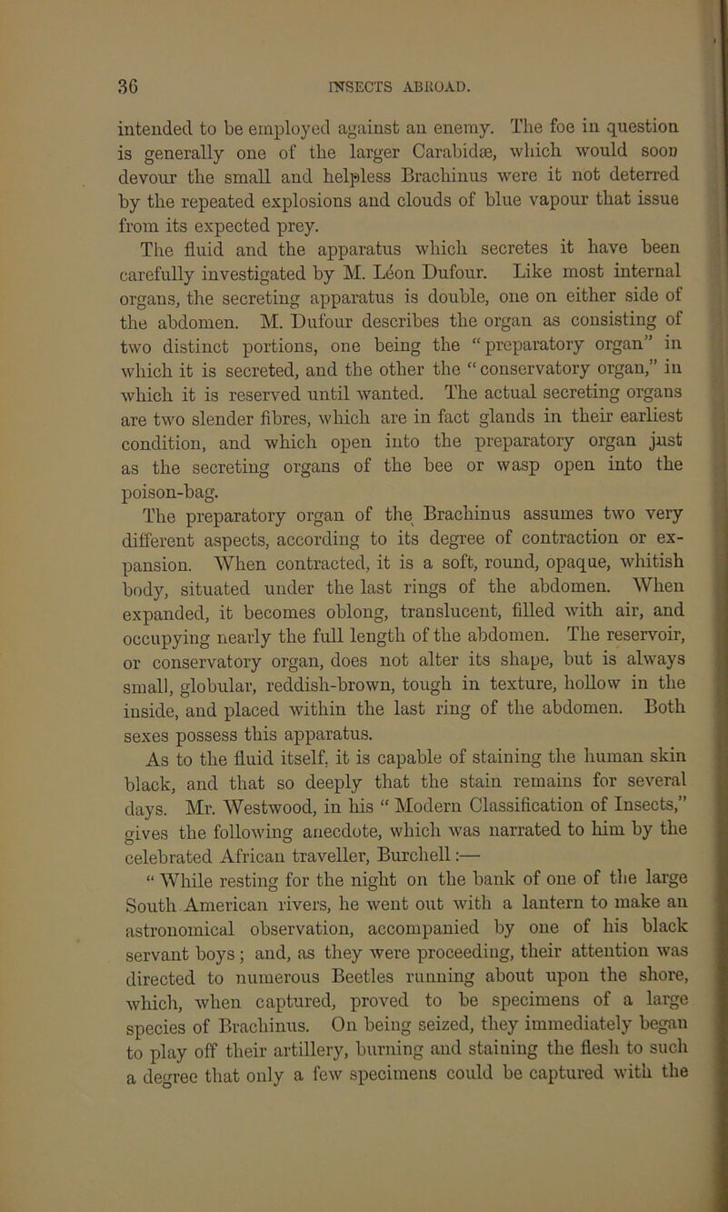 intended to be employed against an enemy. The foe in question is generally one of the larger Carabidae, which would sood devour the small and helpless Brachinus were it not deterred by the repeated explosions and clouds of blue vapour that issue from its expected prey. The fluid and the apparatus which secretes it have been carefully investigated by M. Leon Dufour. Like most internal organs, the secreting apparatus is double, one on either side of the abdomen. M. Dufour describes the organ as consisting of two distinct portions, one being the “preparatory organ” in which it is secreted, and the other the “ conservatory organ,” in which it is reserved until wanted. The actual secreting organs are two slender fibres, which are in fact glands in their earliest condition, and which open into the preparatory organ just as the secreting organs of the bee or wasp open into the poison-bag. The preparatory organ of the Brachinus assumes two very different aspects, according to its degree of contraction or ex- pansion. When contracted, it is a soft, round, opaque, whitish body, situated under the last rings of the abdomen. When expanded, it becomes oblong, translucent, filled with air, and occupying nearly the full length of the abdomen. The reservoir, or conservatory organ, does not alter its shape, but is always small, globular, reddish-brown, tough in texture, hollow in the inside, and placed within the last ring of the abdomen. Both sexes possess this apparatus. As to the fluid itself, it is capable of staining the human skin black, and that so deeply that the stain remains for several days. Mr. Westwood, in his “ Modern Classification of Insects,” gives the following anecdote, which was narrated to him by the celebrated African traveller, Burchell:— “ While resting for the night on the bank of one of the large South American rivers, he went out with a lantern to make an astronomical observation, accompanied by one of his black servant boys ; and, as they were proceeding, their attention was directed to numerous Beetles running about upon the shore, which, when captured, proved to be specimens of a large species of Brachinus. On being seized, they immediately began to play off their artillery, burning and staining the flesh to such a degree that only a few specimens could be captured with the