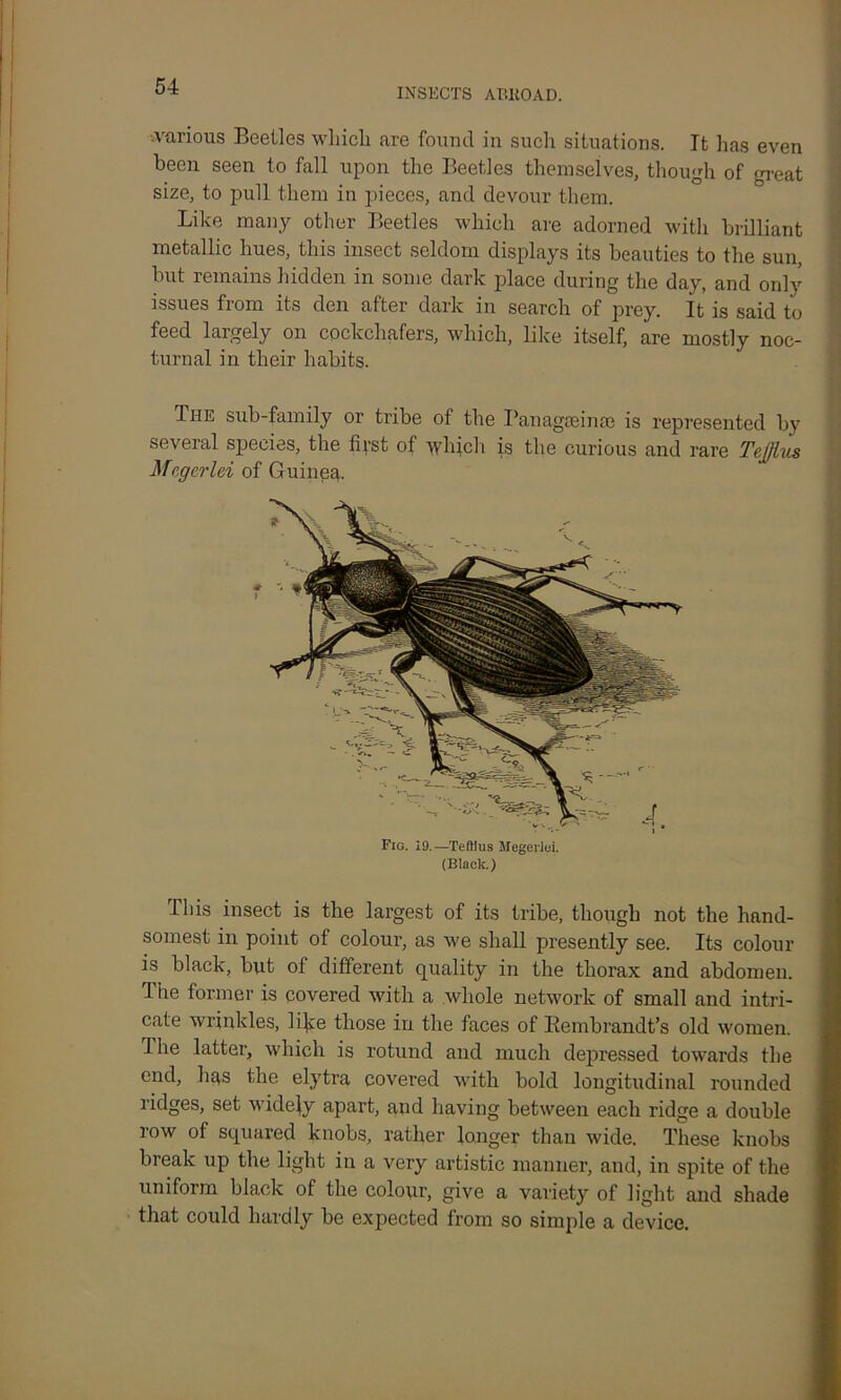 INSECTS ABIiOAD. .various Beetles which are found in such situations. It lias even been seen to fall upon the Beetles themselves, though of great size, to pull them in pieces, and devour them. Like many other Beetles which are adorned with brilliant metallic hues, this insect seldom displays its beauties to the sun, hut remains hidden in some dark place during the day, and only issues from its den after dark in search of prey. It is said to feed largely on cockchafers, which, like itself, are mostly noc- turnal in their habits. The sub-family or tribe of the Panagceinee is represented by several species, the first of 'which is the curious and rare TeJJlus Megerlci of Guinea. Fio. 19.—Teflius Megerlei. (Blade.) This insect is the largest of its tribe, though not the hand- somest in point of colour, as we shall presently see. Its colour is black, but of different quality in the thorax and abdomen. The former is covered with a whole network of small and intri- cate wrinkles, li^e those in the faces of Rembrandt’s old women. The latter, which is rotund and much depressed towards the end, has the elytra covered with bold longitudinal rounded ridges, set widely apart, and having between each ridge a double row of squared knobs, rather longer than wide. These knobs break up the light in a very artistic manner, and, in spite of the uniform black of the colour, give a variety of light and shade that could hardly be expected from so simple a device.