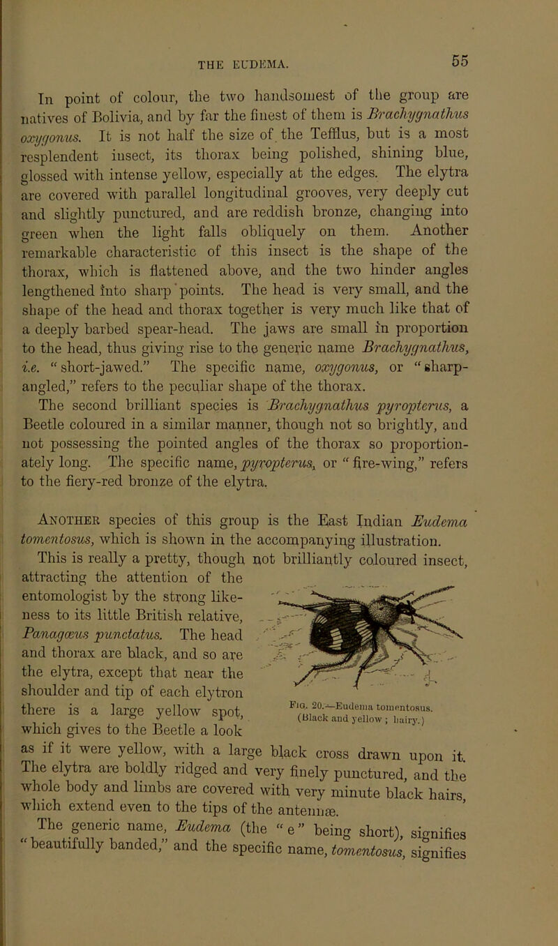 THE EUDEMA. In point of colour, the two handsomest of the group are natives of Bolivia, and by far the finest of them is Brachyynathus oxyc/onus. It is not half the size of the Tefflus, hut is a most resplendent insect, its thorax being polished, shining blue, glossed with intense yellow, especially at the edges. The elytra are covered with parallel longitudinal grooves, very deeply cut and slightly punctured, and are reddish bronze, changing into green when the light falls obliquely on them. Another remarkable characteristic of this insect is the shape of the thorax, which is flattened above, and the two hinder angles lengthened into sharp points. The head is very small, and the shape of the head and thorax together is very much like that of a deeply barbed spear-head. The jaws are small in proportion to the head, thus giving rise to the generic name Brachyynathus, i.e. “ short-jawed.” The specific name, oxyyonus, or “ sharp- angled,” refers to the peculiar shape of the thorax. The second brilliant species is Brachyynathus pyroptcms, a Beetle coloured in a similar manner, though not so brightly, and not possessing the pointed angles of the thorax so proportion- ately long. The specific name,pyropterus, or “fire-wing,” refers to the fiery-red bronze of the elytra. Another species of this group is the East Indian Eudcma tomentosus, which is shown in the accompanying illustration. This is really a pretty, though not brilliantly coloured insect, attracting the attention of the entomologist by the strong like- ness to its little British relative, Panayceus pundatus. The head and thorax are black, and so aye the elytra, except that near the shoulder and tip of each elytron there is a large yellow spot, which gives to the Beetle a look Fio. 20.— Eudenia tomontosus. (Black and yellow ; hairy.) as if it were yellow, with a large black cross drawn upon it The elytra are boldly ridged and very finely punctured, and the whole body and limbs are covered with very minute black hairs which extend even to the tips of the antenna. The generic name, Eudcma (the “e” being short), sio-nifies “beautifully banded,” and the specific name, tomentosus, signifies