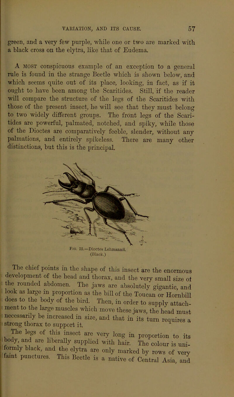 green, and a very few purple, while one or two are marked with a black cross on the elytra, like that of Eudema. A most conspicuous example of an exception to a general rule is found in the strange Beetle which is shown below, and which seems quite out of its place, looking, in fact, as if it ought to have been among the Searitides. Still, if the reader will compare the structure of the legs of the Searitides with those of the present insect, he will see that they must belong to two widely different groups. The front legs of the Scari- tides are powerful, palmated, notched, and spiky, while those of the Dioctes are comparatively feeble, slender, without any palmations, and entirely spikeless. There are many other distinctions, but this is the principal. Fig. 22.—Dioctes Lehmann!! (Black.) The chief points in the shape of this insect are the enormous development of the head and thorax, and the very small size ot the rounded abdomen. The jaws are absolutely gigantic and look as large in proportion as the bill of the Toucan or Hornbill does to the body of the bird. Then, in order to supply attach- ment to the large muscles which move these jaws, the head must necessarily be increased in size, and that in its turn requires a ■ strong thorax to support it. The legs of this insect are very long in proportion to its body and are liberally supplied with hair. The colour is uni- ormly black, and the elytra are only marked by rows of verv faint punctures. This Beetle is a native of Central Asia, and