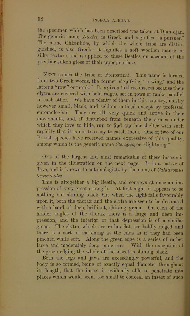 the specimen which has been described was taken at Djan-djan. 1 he generic name, Diodes, is Greek, and signifies “ a pursuer.” The name Chlseniidm, by which the whole tribe are distin- guished, is also Greek: it signifies a soft woollen mantle of silky texture, and is applied to these Beetles on account of the peculiar silken gloss of their upper surface. Next comes the tribe of Pterostiehi- This name is formed from two Greek words, the former signifying “ a wing,” and the latter a “row” or “rank.” It is given to these insects because their elytra are covered with hold ridges, set in rows or ranks parallel to each other. We have plenty of them in this country, mostly however small, black, and seldom noticed except by professed entomologists. They are all very quick and active in their movements, and, if disturbed from beneath the stones under which they love to hide, run to find another shelter with such rapidity that it is not too easy to catch them. One or two of our British species have received names expressive of this quality, among which is the generic name Steropus, or “lightning.” One of the largest and most remarkable of these insects is given in the illustration on the next page. It is a native of Java, and is known to entomologists by the name of Catcidromus tenebrioides. This is altogether a big Beetle, and conveys at once an im- pression of very great strength. At first sight it appears to be nothing but shining black, hut when the light falls favourably upon it, both the thorax and the elytra are seen to be decorated with a band of deep, brilliant, shining green. On each of the hinder angles of the thorax there is a large and deep im- pression, and the interior of that depression is of a similar green. The elytra, which are rather flat, are boldly ridged, and there is a sort of flattening at the ends as if they had been pinched while soft. Along the green edge is a series of rather large and moderately deep punctures. With the exception of the green edging the whole of the insect is shining black. Both the legs and jaws are exceedingly powerful, and the body is so formed, being of exactly equal diameter throughout its length, that the insect is evidently able to penetrate into places which would seem too small to conceal an insect of such