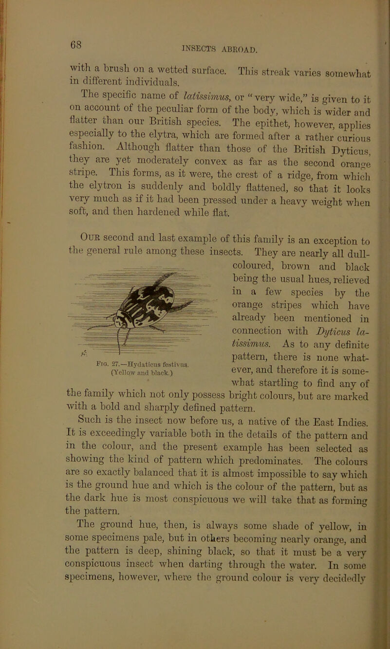 INSECTS ABROAD. with a brush Oil a wetted surface. This streak varies somewhat in different individuals. ihe specific name of latissimus, or “very wide,” is given to it on account of the peculiar form of the body, which is wider and flatter than our British species. The epithet, however, applies especially to the elytra, which are formed after a rather curious fashion. Although flatter than those of the British Dyticus, they are yet moderately convex as far as the second orange stripe. This forms, as it were, the crest of a ridge, from which the elytron is suddenly and boldly flattened, so that it looks very much as if it had been pressed under a heavy weight when soft, and then hardened while flat. Our second and last example of this family is an exception to the general rule among these insects. They are nearly all dull- coloured, brown and black being the usual hues, relieved in a feAv species by the orange stripes which have already been mentioned in connection with Dyticus la- tissimus. As to any definite pattern, there is none what- ever, and therefore it is some- what startling to find any of the family which not only possess bright colours, but are marked with a bold and sharply defined pattern. Such is the insect now before us, a native of the East Indies. It is exceedingly variable both in the details of the pattern and m the colour, and the present example has been selected as showing the kind of pattern which predominates. The colours are so exactly balanced that it is almost impossible to say which is the ground hue and which is the colour of the pattern, but as the dark hue is most conspicuous we will take that as forming the pattern. The ground hue, then, is always some shade of yellow, in some specimens pale, but in others becoming nearly orange, and the pattern is deep, shining black, so that it must be a very conspicuous insect when darting through the water. In some specimens, however, where the ground colour is very decidedly A 1 -—— Fio. 27.—Hydaticus festivus. (Yellow and black.)