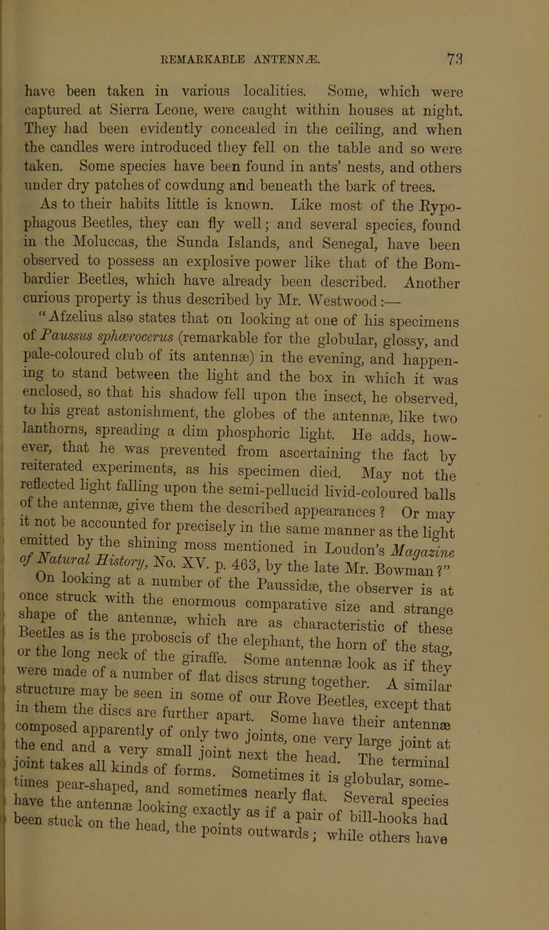 have been taken in various localities. Some, which were captured at Sierra Leone, were caught within houses at night. They had been evidently concealed in the ceiling, and when the candles were introduced they fell on the table and so were taken. Some species have been found in ants’ nests, and others under dry patches of cowdung and beneath the bark of trees. As to their habits little is known. Like most of the Eypo- phagous Beetles, they can fly well; and several species, found in the Moluccas, the Sunda Islands, and Senegal, have been observed to possess an explosive power like that of the Bom- bardier Beetles, which have already been described. Another curious property is thus described by Mr. Westwood:— Afzelius also states that on looking at one of his specimens of Paussus sphcerocerus (remarkable for the globular, glossy, and pale-coloured club of its antennae) in the evening, and happen- ing to stand between the light and the box in which it was enclosed, so that his shadow fell upon the insect, he observed, to his great astonishment, the globes of the antennae, like two lanthorns, spreading a dim phosphoric light. He adds, how- ever, that he was prevented from ascertaining the fact by reiterated experiments, as his specimen died. May not the reflected light faffing upon the semi-pellucid livid-coloured balls of the antennae, give them the described appearances ? Or may it not be accounted for precisely in the same manner as the light emitted by the shining moss mentioned in London’s Magazine of Watural History, No. XV. p. 463, by the late Mr. Bowman ?” On looking at a number of the Paussidaj, the observer is at Ze oTthe'V1,httbe —8 ™ «d strand shape of the antennal, which are as characteristic of these Beetles as is the proboscis of the elephant, the horn of the stao or the long neck of the giraffe. Some antennae look asIf £ were made of a number of flat discs strung together A simdlr structure may be seen in some of our Bo™ Bee lev „ ,. »^dhamr£r„ffZr r' ’ S°me haT6 Z anteniTm joint takes all kinds of forms Ww ? ‘ 7 termmal P—laped, and ZZ^ZZVat S 7 ^ have the antenna* looking exarflv n, t 7 Several species been stuck on the head tL • f lf a pair of hill-hooks had the head, the points outwards; while others have