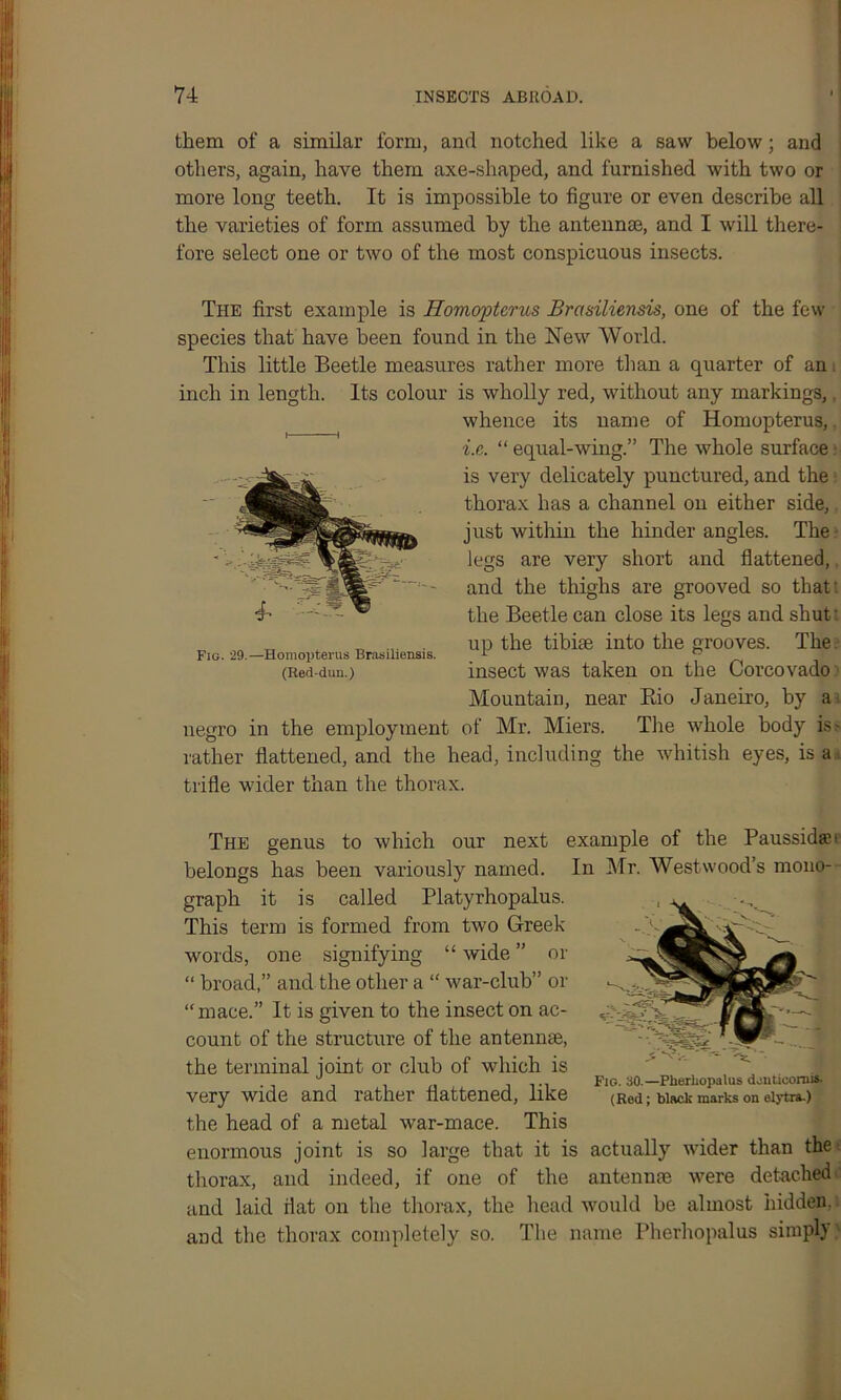 them of a similar form, and notched like a saw below; and others, again, have them axe-shaped, and furnished with two or more long teeth. It is impossible to figure or even describe all the varieties of form assumed by the antennae, and I will there- fore select one or two of the most conspicuous insects. The first example is Homopterus Brasiliensis, one of the few species that have been found in the New World. This little Beetle measures rather more than a quarter of an inch in length. Its colour is wholly red, without any markings,. whence its name of Homopterus,. i.e. “ equal-wing.” The whole surface • is very delicately punctured, and the thorax has a channel on either side, just within the hinder angles. The legs are very short and flattened, and the thighs are grooved so that: the Beetle can close its legs and shut- up the tibiae into the grooves. The insect was taken on the Corcovado Mountain, near Bio Janeiro, by a of Mr. Miers. The whole body is? Fig. -29.- -Homopterus Brasiliensis. (Red-dun.) negro in the employment rather flattened, and the head, including the whitish eyes, is a, trifle wider than the thorax. The genus to which our next example of the Paussida1' belongs has been variously named. In Mr. Westwood’s mono- graph it is called Platyrhopalus. This term is formed from two Greek words, one signifying “ wide ” or “ broad,” and the other a “ war-club” or “mace.” It is given to the insect on ac- count of the structure of the antennae, the terminal joint or club of which is very wide and rather flattened, like the head of a metal war-mace. This enormous joint is so large that it is actually wider than the thorax, and indeed, if one of the antennae were detached and laid flat on the thorax, the head would be almost hidden, and the thorax completely so. The name Pherhopalus simply Fig. 30.—Pherhopalus dantieomis (Red; black marks on elytra.)