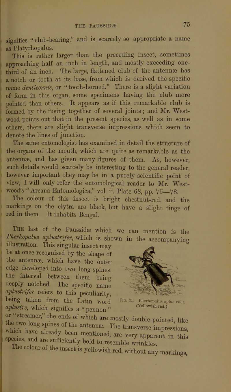 THE PAUSSIDrE. signifies “ club-bearing,” and is scarcely so appropriate a name as Platyrhopalus. This is rather larger than the preceding insect, sometimes approaching half an inch in length, and mostly exceeding one- third of an inch. The large, flattened club of the antennae has a notch or tooth at its base, from which is derived the specific name denticornis, or “ tooth-horned.” There is a slight variation of form in this organ, some specimens having the club more pointed than others. It appears as if this remarkable club is formed by the fusing together of several joints; and Mr. West- wood points out that in the present species, as well as in some others, there are slight transverse impressions which seem to denote the lines of junction. The same entomologist has examined in detail the structure of the organs of the mouth, which are quite as remarkable as the antennae, and has given many figures of them. As, however, such details would scarcely be interesting to the general reader, however important they may be in a purely scientific point of view, I will only refer the entomological reader to Mr. West- wood’s “Arcana Entomologica,” vol. ii. Plate 68, pp. 75—78. The colour of this insect is bright chestnut-red, and the markings on the elytra are black, but have a slight tinge of red in them. It inhabits Bengal. O The last of the Paussidae which we can mention is the Pherhopalus aplustrifer, which is shown in the accompanying illustration. This singular insect may be at once recognised by the shape of the antennae, which have the outer edge developed into two long spines, the interval between them being deeply notched. Ihe specific name aplustrifer refers to this peculiarity, being taken from the Latin word aplustre, which signifies a “ pennon ” or “ streamer,” the ends of which are mostly double-pointed, like wUchhav? TS,S 1' ^ antemaS' 11,6 traDS¥erSe “P^sious, winch have already been mentioned, are very apparent in this peues, and are sufficiently bold to resemble wrinkles. The colour of the insect is yellowish red, without any marking t’lG. ill.—Plierhopalus aplustrifer. (Yellowish red.)