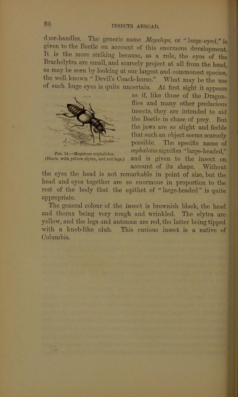 INSECTS ABROAD. door-handles. The generic name Megalops, or “ large-eyed/’is given to the Beetle on account of this enormous development. It is the more striking because, as a rule, the eyes of the Brachelytra are small, and scarcely project at all from the head, as may he seen by looking at our largest and commonest species, the well-known “ Devil’s Coach-horse.” What may he the use of such huge eyes is quite uncertain. At first sight it appears as if, like those of the Dragon- flies and many other predacious insects, they are intended to aid the Beetle in chase of prey. But the jaws are so slight and feeble that such an object seems scarcely possible. The specific name of cephalotes signifies “large-headed,” and is given to the insect on account of its shape. Without the eyes the head is not remarkable in point of size, but the head and eyes together are so enormous in proportion to the rest of the body that the epithet of “ large-headed ” is quite appropriate. The general colour of the insect is brownish black, the head and thorax being very rough and wrinkled. The elytra are yellow, and the legs and antennae are red, the latter being tipped with a knob-like club. This curious insect is a native of Columbia. Fig. 84.—Megalops cephalotes. (Black, with yellow elytra, and red legs.)