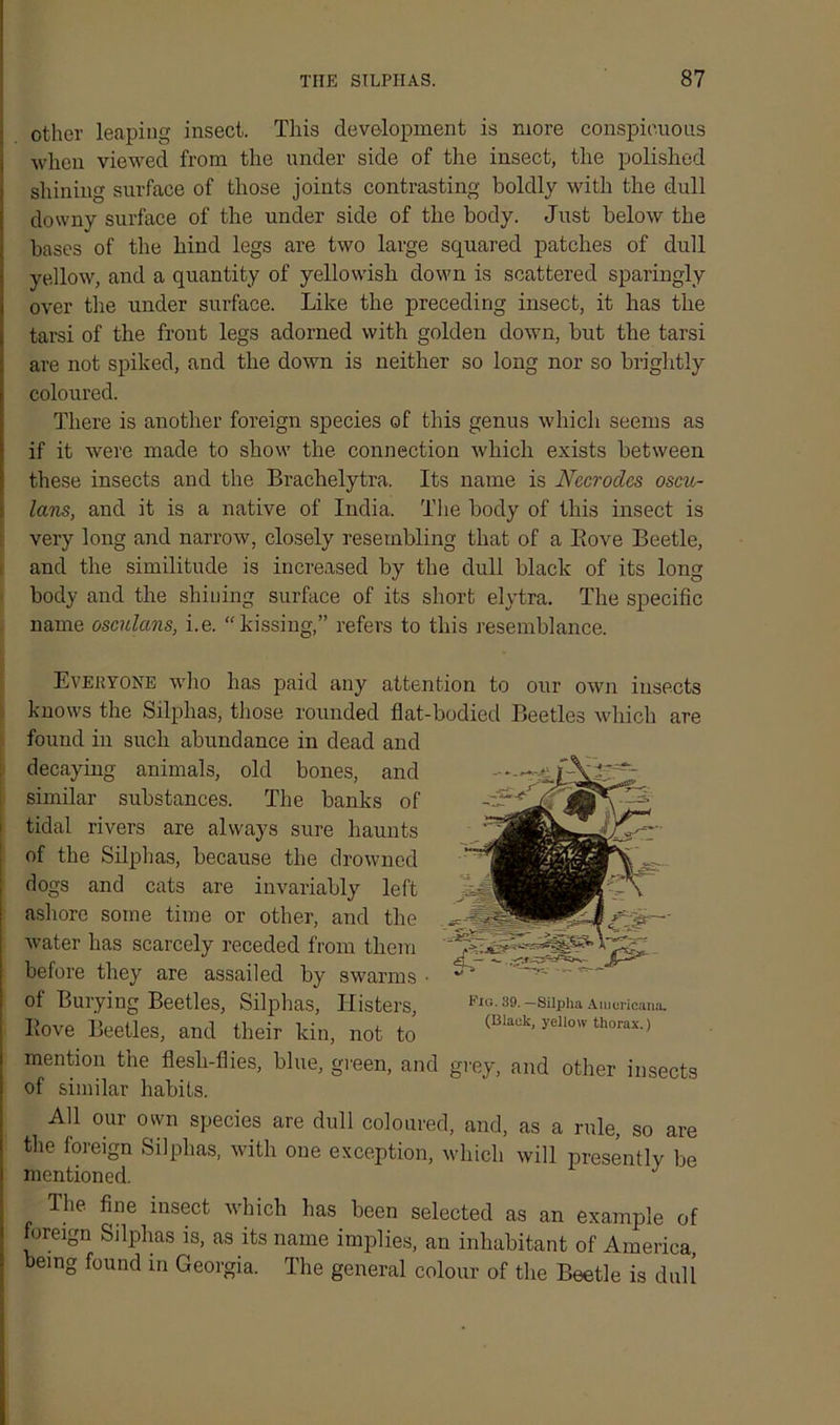 other leaping insect. This development is more conspicuous when viewed from the under side of the insect, the polished shining surface of those joints contrasting boldly with the dull downy surface of the under side of the body. Just below the bases of the hind legs are two large squared patches of dull yellow, and a quantity of yellowish down is scattered sparingly over the under surface. Like the preceding insect, it has the tarsi of the front legs adorned with golden down, but the tarsi are not spiked, and the down is neither so long nor so brightly coloured. There is another foreign species of this genus which seems as if it were made to show the connection which exists between these insects and the Brachelytra. Its name is Nccroclcs oscu- lans, and it is a native of India. The body of this insect is very long and narrow, closely resembling that of a Hove Beetle, and the similitude is increased by the dull black of its long body and the shining surface of its short elytra. The specific name osculans, i.e. “kissing,” refers to this resemblance. Everyone who has paid any attention to our own insects knows the Silplias, those rounded flat-bodied Beetles which are found in such abundance in dead and decaying animals, old bones, and similar substances. The banks of tidal rivers are always sure haunts of the Silphas, because the drowned dogs and cats are invariably left ashore some time or other, and the water has scarcely receded from them before they are assailed by swarms • of Burying Beetles, Silphas, ITisters, Hove Beetles, and their kin, not to mention the flesh-flies, blue, green, and grey, and other insects of similar habits. Fig. 39. —Silpha Americana. (Black, yellow thorax.) All our own species are dull coloured, and, as a rule, so are the foreign Silphas, with one exception, which will presently be mentioned. The fine insect which has been selected as an example of foreign Silphas is, as its name implies, an inhabitant of America, being found in Georgia. The general colour of the Beetle is dull