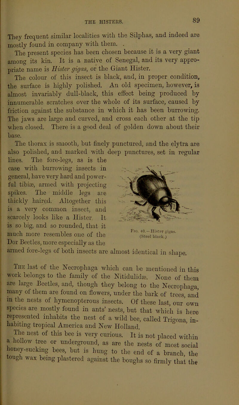 THE HISTERS. They frequent similar localities with the Silplias, and indeed are mostly found in company with them. . The present species has been chosen because it is a very giant among its kin. It is a native of Senegal, and its very appro- priate name is Hister ffiffcis, or the Giant Hister. The colour of this insect is black, and, in proper condition, the surface is highly polished. An old specimen, however, is almost invariably clull-black, this effect being produced by innumerable scratches over the whole of its surface, caused by friction against the substance in which it has been burrowing. The jaws are large and curved, and cross each other at the tip when closed. There is a good deal of golden down about their base. The thorax is smooth, but finely punctured, and the elytra are also polished, and marked with deep punctures, set in regular lines. The fore-legs, as is the case with burrowing insects in general, have very hard and power- ful tibiae, armed with projecting spikes. The middle legs are thickly haired. Altogether this is a very common insect, and scarcely looks like a Hister. It is so big, and so rounded, that it much more resembles one of the Dor Beetles, more especially as the armed fore-legs of both insects are almost identical in shape. Fig. 40. — liistor gi (Steel black.) The last of the Necrophaga which can be mentioned in this work belongs to the family of the Nitidulidm. Hone of them are large Beetles, and, though they belong to the Necrophaga, many of them are found on flowers, under the bark of trees, and m the nests of hymenopterous insects. Of these last, our’own species are mostly found in ants’ nests, but that which is here represented inhabits the nest of a wild bee, called Trffona, in- habiting tropical America and New Holland. lhe nest of tins bee is very curious. It is not placed within a hollow tree or underground, as are the nests of most social honey-sucking bees, but is hung to the end of a branch, the tough wax being plastered against the boughs so firmly that the