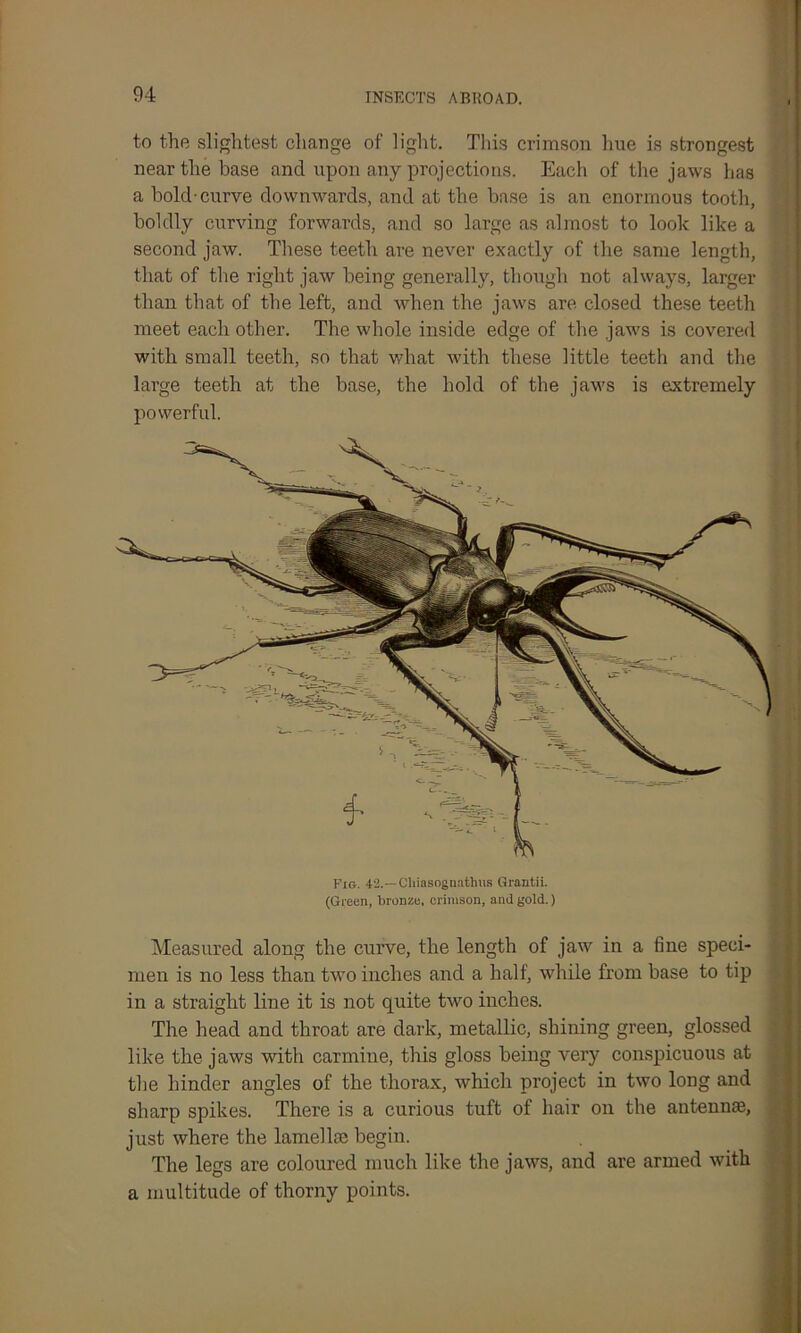 to the slightest change of light. This crimson hue is strongest near the base and upon any projections. Each of the jaws has a bold-curve downwards, and at the base is an enormous tooth, boldly curving forwards, and so large as almost to look like a second jaw. These teeth are never exactly of the same length, that of the right jaw being generally, though not always, larger than that of the left, and when the jaws are closed these teeth meet each other. The whole inside edge of the jaws is covered with small teeth, so that what with these little teeth and the large teeth at the base, the hold of the jaws is extremely powerful. Fig. 42.—Chiasoguathus Grantii. (Green, bronze, crimson, and gold.) Measured along the curve, the length of jaw in a fine speci- men is no less than two inches and a half, while from base to tip in a straight line it is not quite two inches. The head and throat are dark, metallic, shining green, glossed like the jaws with carmine, this gloss being very conspicuous at the hinder angles of the thorax, which project in two long and sharp spikes. There is a curious tuft of hair on the antennse, just where the lamella? begin. The legs are coloured much like the jaws, and are armed with a multitude of thorny points.