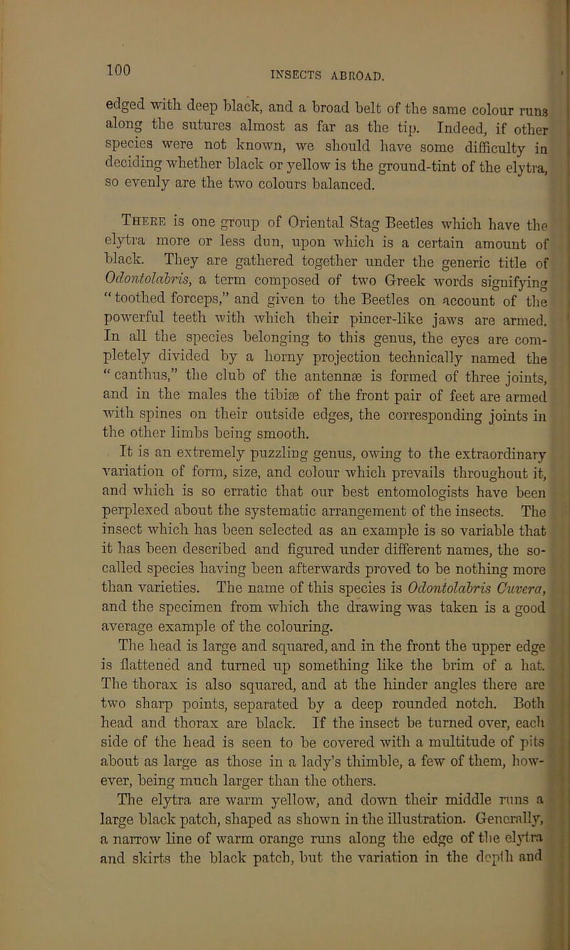 INSECTS ABROAD. edged with deep black, and a broad belt of the same colour runs along the sutures almost as far as the tip. Indeed, if other species were not known, we should have some difficulty in deciding whether black or yellow is the ground-tint of the elytra, so evenly are the two colours balanced. There is one group of Oriental Stag Beetles which have the elytra more or less dun, upon which is a certain amount of black. They are gathered together under the generic title of Odontolabris, a term composed of two Greek words signifying “ toothed forceps,” and given to the Beetles on account of the powerful teeth with which their pincer-like jaws are armed. In all the species belonging to this genus, the eyes are com- pletely divided by a horny projection technically named the “ canthus,” the club of the antennae is formed of three joints, and in the males the tibiae of the front pair of feet are armed with spines on their outside edges, the corresponding joints in the other limbs being smooth. It is an extremely puzzling genus, owTing to the extraordinary variation of form, size, and colour which prevails throughout it, and which is so erratic that our best entomologists have been perplexed about the systematic arrangement of the insects. The insect which has been selected as an example is so variable that it has been described and figured under different names, the so- called species having been afterwards proved to be nothing more than varieties. The name of this species is Odontolabris Cuvera, and the specimen from which the drawing was taken is a good average example of the colouring. The head is large and squared, and in the front the upper edge is flattened and turned up something like the brim of a hat. The thorax is also squared, and at the hinder angles there are two sharp points, separated by a deep rounded notch. Both head and thorax are black. If the insect be turned over, each side of the head is seen to be covered with a multitude of pits about as large as those in a lady’s thimble, a few of them, how- ever, being much larger than the others. The elytra are warm yellow, and down their middle runs a large black patch, shaped as shown in the illustration. Generally, a narrow line of warm orange runs along the edge of the elytra and skirts the black patch, but the variation in the depth and