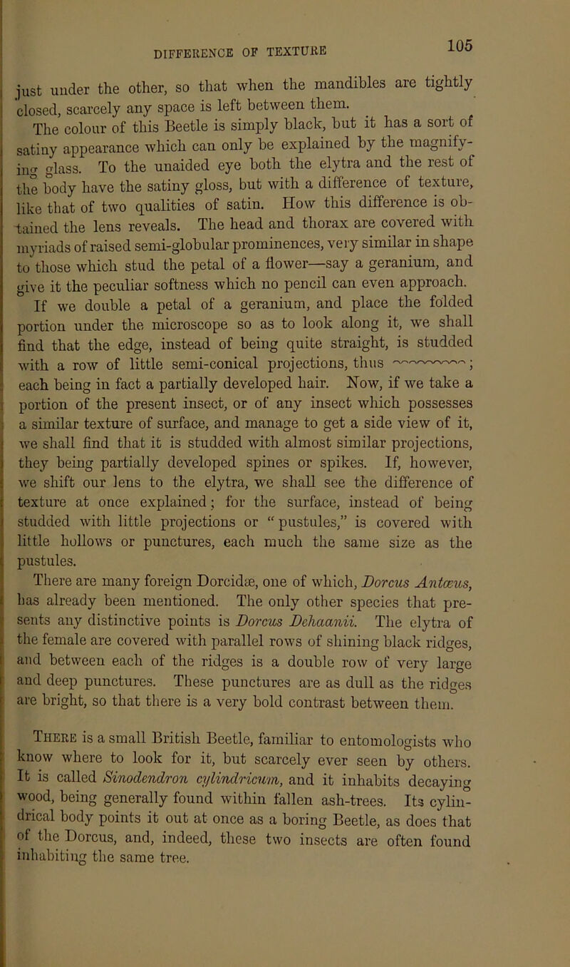 DIFFERENCE OF TEXTURE just under the other, so that when the mandibles are tightly 'closed, scarcely any space is left between them. The colour of this Beetle is simply black, but it has a sort of satiny appearance which can only be explained by the magnify- ing glass. To the unaided eye both the elytra and the rest ot the body have the satiny gloss, but with a difference of texture, like that of two qualities of satin. How this difference is ob- tained the lens reveals. The head and thorax are covered with myriads of raised semi-globular prominences, very similar in shape to those which stud the petal of a flower—say a geranium, and give it the peculiar softness which no pencil can even approach. If we double a petal of a geranium, and place the folded portion under the microscope so as to look along it, we shall find that the edge, instead of being quite straight, is studded with a row of little semi-conical projections, thus ——; each being in fact a partially developed hair. Now, if we take a portion of the present insect, or of any insect which possesses a similar texture of surface, and manage to get a side view of it, we shall find that it is studded with almost similar projections, they being partially developed spines or spikes. If, however, we shift our lens to the elytra, we shall see the difference of texture at once explained; for the surface, instead of being studded with little projections or “pustules,” is covered with little hollows or punctures, each much the same size as the pustules. There are many foreign Dorcidae, one of which, Dorcus Antceus, has already been mentioned. The only other species that pre- sents any distinctive points is Dorcus Dchaanii. The elytra of the female are covered with parallel rows of shining black ridges, and between each of the ridges is a double row of very large and deep punctures. These punctures are as dull as the ridges are bright, so that there is a very bold contrast between them. There is a small British Beetle, familiar to entomologists who know where to look for it, but scarcely ever seen by others. It is called Sinodendron cylindricum, and it inhabits decaying wood, being generally found within fallen ash-trees. Its cylin- drical body points it out at once as a boring Beetle, as does that of the Dorcus, and, indeed, these two insects are often found inhabiting the same tree.