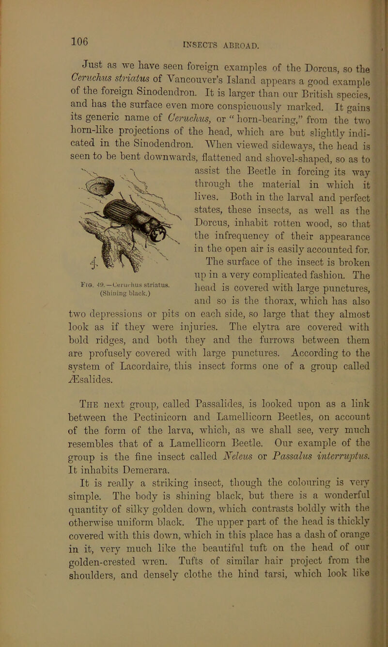 INSECTS ABROAD. Just as we have seen foreign examples of the Dorcus, so the Ccruchus stviatus of Vancouver’s Island appears a good example of the foreign Sinodendron. It is larger than our British species, and has the surface even more conspicuously marked. It gains its generic name of Ccruchus, or “ horn-hearing,” from the two horn-like projections of the head, which are hut slightlv indi- cated in the Sinodendron. When viewed sideways, the head is seen to he hent downwards, flattened and shovel-shaped, so as to assist the Beetle in forcing its way through the material in which it lives. Both in the larval and perfect states, these insects, as well as the Dorcus, inhabit rotten wood, so that the infrequency of their appearance in the open air is easily accounted for. The surface of the insect is broken up in a very complicated fashion. The head is covered with large punctures, and so is the thorax, which has also two depressions or pits on each side, so large that they almost look as if they were injuries. The elytra are covered with hold ridges, and both they and the furrows between them are profusely covered with large punctures. According to the system of Lacordaire, this insect forms one of a group called A^salides. The next group, called Passalides, is looked upon as a link between the Pectinicorn and Lamellicorn Beetles, on account of the form of the larva, which, as we shall see, very much resembles that of a Lamellicorn Beetle. Our example of the group is the fine insect called Neleus or Passalus intcrruptus. It inhabits Demerara. It is really a striking insect, though the colouring is very simple. The body is shining black, but there is a wonderful quantity of silky golden down, which contrasts boldly with the otherwise uniform black. The upper part of the head is thickly covered with this down, which in this place has a dash of orange in it, very much like the beautiful tuft on the head of our golden-crested wren. Tufts of similar hair project from the shoulders, and densely clothe the hind tarsi, which look like Fig. 49.—Cerurhus striatus. (Shining black.)