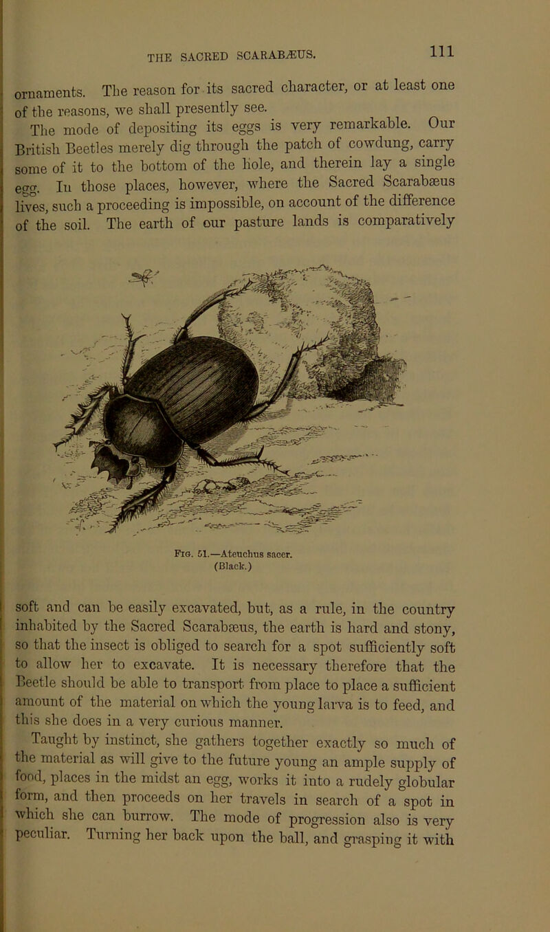 THE SACRED SCARAB/EUS. 1 ornaments. The reason for its sacred character, or at least one * of the reasons, we shall presently see. The mode of depositing its eggs is very remarkable. Our ; British Beetles merely dig through the patch of cowdung, carry some of it to the bottom of the hole, and therein lay a single i egg. In those places, however, where the Sacred Scarabseus i such a proceeding is impossible, on account of the difference | of the soil. The earth of our pasture lands is comparatively Fie. 51.—Ateuchus sacer. (Black.) soft and can he easily excavated, but, as a rule, in the country inhabited by the Sacred Scarahfeus, the earth is hard and stony, so that the insect is obliged to search for a spot sufficiently soft to allow her to excavate. It is necessary therefore that the Beetle should be able to transport from place to place a sufficient j amount of the material on which the young larva is to feed, and this she does in a very curious manner. Taught by instinct, she gathers together exactly so much of the material as will give to the future young an ample supply of food, places in the midst an egg, works it into a rudely globular form, and then proceeds on her travels in search of a spot in which she can burrow. The mode of progression also is very i peculiar. Turning her back upon the hall, and grasping it with