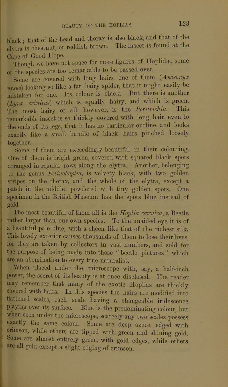 BEAUTY OE THE HOPLIAS. black ; that of the head and thorax is also black, and that of the elytra'is chestnut, or reddish brown. The insect is found at the Cape of Good Hope. Though we have not space for more figures of Hoplidce, some of the species are too remarkable to be passed over. Some are covered with long hairs, one of them (Anisonyx umts) looking so like a fat, hairy spider, that it might easily be mistaken for one. Its colour is black. But there is another (Lynx crinitus) which is equally hairy, and which is green. The most hairy of all, however, is the Pcritrichia. This remarkable insect is so thickly covered with long hair, even to the ends of its legs, that it has no particular outline, and looks exactly like a small bundle of black hairs pinched loosely together. Some of them are exceedingly beautiful in their colouring. One of them is bright green, covered with squared black spots arranged in regular rows along the elytra. Another, belonging to the genus Edinolioplia, is velvety black, with two golden stripes on the thorax, and the whole of the elytra, except a patch in the middle, powdered with tiny golden spots. One ! specimen in the British Museum has the spots blue instead of | gold. The most beautiful of them all is the Huplia cccrulea, a Beetle rather larger than our own species. To the unaided eye it is of a beautiful pale blue, with a sheen like that of the richest silk. This lovely exterior causes thousands of them to lose their lives, tor they are taken by collectors in vast numbers, and sold for the purpose of being made into those “ beetle pictures ” which are an abomination to every true naturalist. When placed under the microscope with, say, a half-inch power, the secret of its beauty is at once disclosed. The reader may remember that many of the exotic Hoplias are thickly covered with hairs. In this species the hairs are modified into flattened scales, each scale having a changeable iridescence playing over its surface. Blue is the predominating colour, but when seen under the microscope, scarcely any two scales possess j exactly the same colour. Some are deep azure, edged with I °nmson, while others are tipped with green and shining gold. i dome are almost entirely green, with gold edges, while others are all gold except a slight edging of crimson.