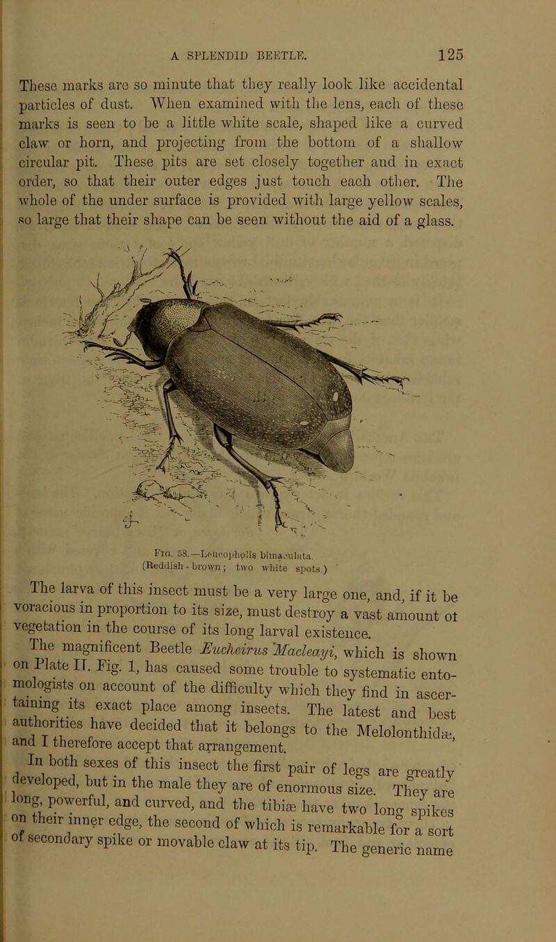 These marks are so minute that they really look like accidental particles of dust. When examined with the lens, each of these marks is seen to be a little white scale, shaped like a curved claw or horn, and projecting from the bottom of a shallow circular pit. These pits are set closely together and in exact order, so that their outer edges just touch each other. The whole of the under surface is provided with large yellow scales, so large that their shape can be seen without the aid of a glass. Fio. 58.—Lftticojihplie Wmai-ulata (Reddish - brown ; two white spots.) The larva of this insect must be a very large one, and if it be voracious in proportion to its size, must destroy a vast amount ot vegetation in the course of its long larval existence. The magnificent Beetle Eucheirus ’Machayi, which is shown on Plate IT. Pig. 1, has caused some trouble to systematic ento- mologists on account of the difficulty which they find in ascer- taining its exact place among insects. The latest and best authorities have decided that it belongs to the Melolonthid* ana I therefore accept that arrangement. In both sexes of this insect the first pair of legs are greatlv developed, but in the male they are of enormous size. They are long powerful, and curved, and the tibiae have two Iona spikes on their inner edge, the second of which is remarkable for a sort secondary spike or movable claw at its tip. The generic name
