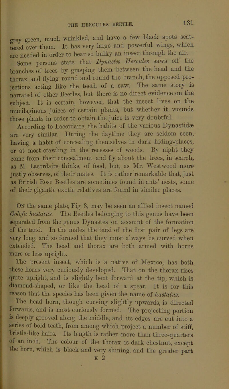 THE HERCULES BEETLE. crey green, much wrinkled, and have a few black spots scat- tered over them. It has very large and powerful wings, which are needed in order to bear so bulky an insect through the air. Some persons state that Dynastes Hercules saws off the branches of trees by grasping them between the head and the thorax and flying round and round the branch, the opposed pro- jections acting like the teeth of a saw. The same story is narrated of other Beetles, but there is no direct evidence on the subject. It is certain, however, that the insect lives on the mucilaginous juices of certain plants, but whether it wounds those plants in order to obtain the juice is very doubtful. According to Lacordaire, the habits of the various Dynastidse are very similar. During the daytime they are seldom seen, having a habit of concealing themselves in dark hiding-places, or at most crawling in the recesses of woods. By night they come from their concealment and fly about the trees, in search, as M. Lacordaire thinks, of food, but, as Mr. Westwood more justly observes, of their mates. It is rather remarkable that, just as British Bose Beetles are sometimes found in ants’ nests, some of their gigantic exotic relatives are found in similar places. On the same plate, Fig. 3, may be seen an allied insect named Golofa hastatus. The Beetles belonging to this genus have been separated from the genus Dynastes on account of the formation of the tarsi. In the males the tarsi of the first pair of legs are very long, and so formed that they must always be curved when extended. The head and thorax are both armed with horns more or less upright. The present insect, which is a native of Mexico, has both these horns very curiously developed. That on the thorax rises quite upright, and is slightly bent forward at the tip, which is diamond-shaped, or like the head of a spear. It is for this reason that the species has been given the name of hastatus. The head horn, though curving slightly upwards, is directed forwards, and is most curiously formed. The projecting portion is deeply grooved along the middle, and its edges are cut into a series of bold teeth, from among which project a number of stiff, bristle-like hairs. Its length is rather more than three-quarters of an inch. The colour of the thorax is dark chestnut, except the horn, which is black and very shining, and the greater part K 2