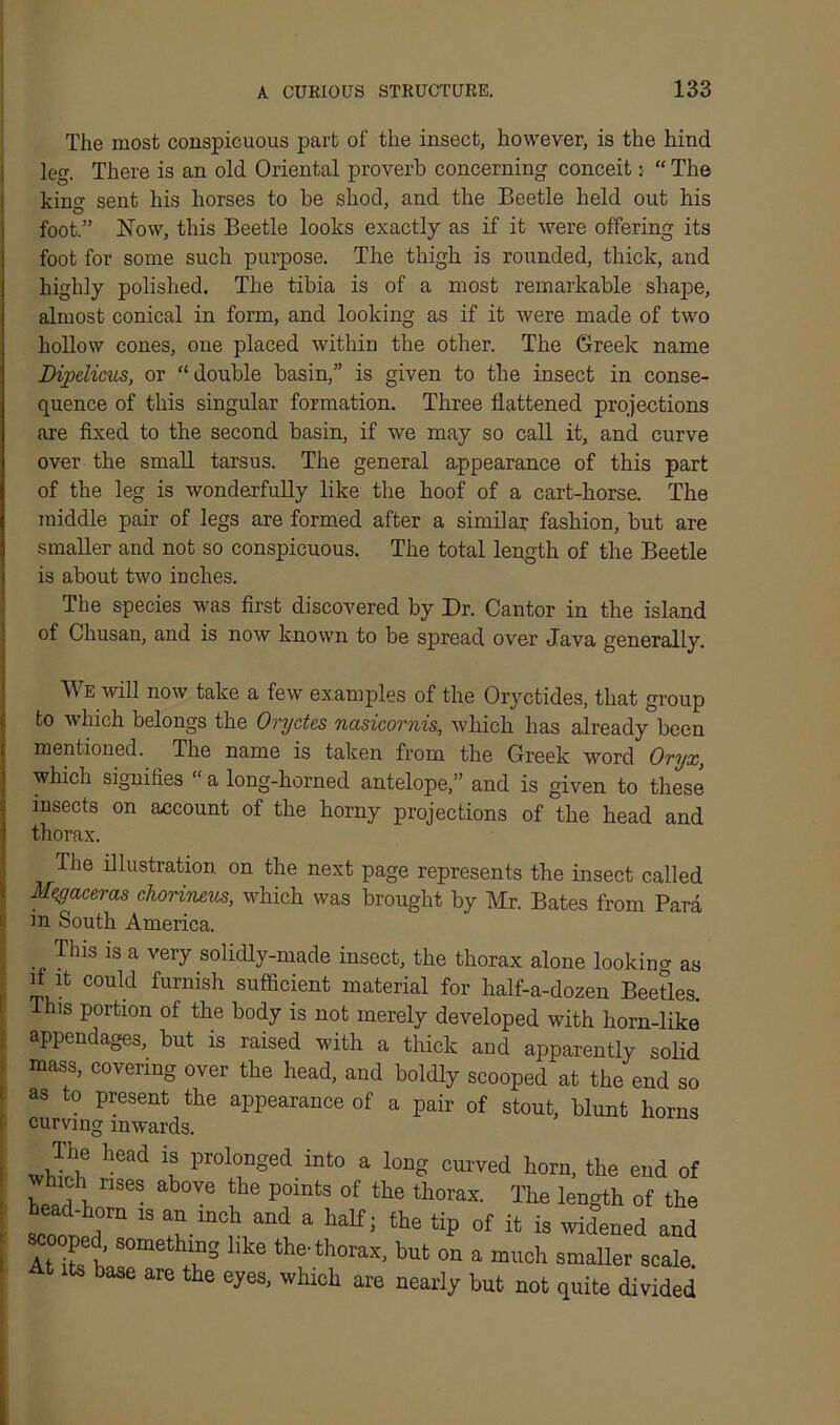 The most conspicuous part of the insect, however, is the hind leg. There is an old Oriental proverb concerning conceit :■ “ The king sent his horses to be shod, and the Beetle held out his foot.” blow, this Beetle looks exactly as if it were offering its foot for some such purpose. The thigh is rounded, thick, and highly polished. The tibia is of a most remarkable shape, almost conical in form, and looking as if it were made of two hollow cones, one placed within the other. The Greek name Dipelicus, or “double basin,” is given to the insect in conse- quence of this singular formation. Three flattened projections are fixed to the second basin, if we may so call it, and curve over the small tarsus. The general appearance of this part of the leg is wonderfully like the hoof of a cart-horse. The middle pair of legs are formed after a similar fashion, but are smaller and not so conspicuous. The total length of the Beetle is about two inches. The species was first discovered by Dr. Cantor in the island of Chusan, and is now known to be spread over Java generally. I We will now take a few examples of the Oryctides, that group to which belongs the Oryctes nasicornis, which has already been mentioned. The name is taken from the Greek word Oryx, which signifies “ a long-horned antelope,” and is given to these insects on account of the horny projections of the head and thorax. The illustration, on the next page represents the bisect called Msgaceras chorineus, which was brought by Mr. Bates from Para in South America. This is a very solidly-made insect, the thorax alone looking as if it could furnish sufficient material for half-a-dozen Beetles. This portion of the body is not merely developed with horn-like appendages, but is raised with a thick and apparently solid mass, covering over the head, and boldly scooped at the end so as to present the appearance of a pair of stout, blunt horns curving inwards. Hie head is prolonged into a long curved horn, the end of »hicl, rises above the points of the thorax. Tire length of the head-hom is an inch and a half; the tip of it is widened and 2tBts like thrthorax-but ™a much At its base are the eyes, which are nearly but not quite divided
