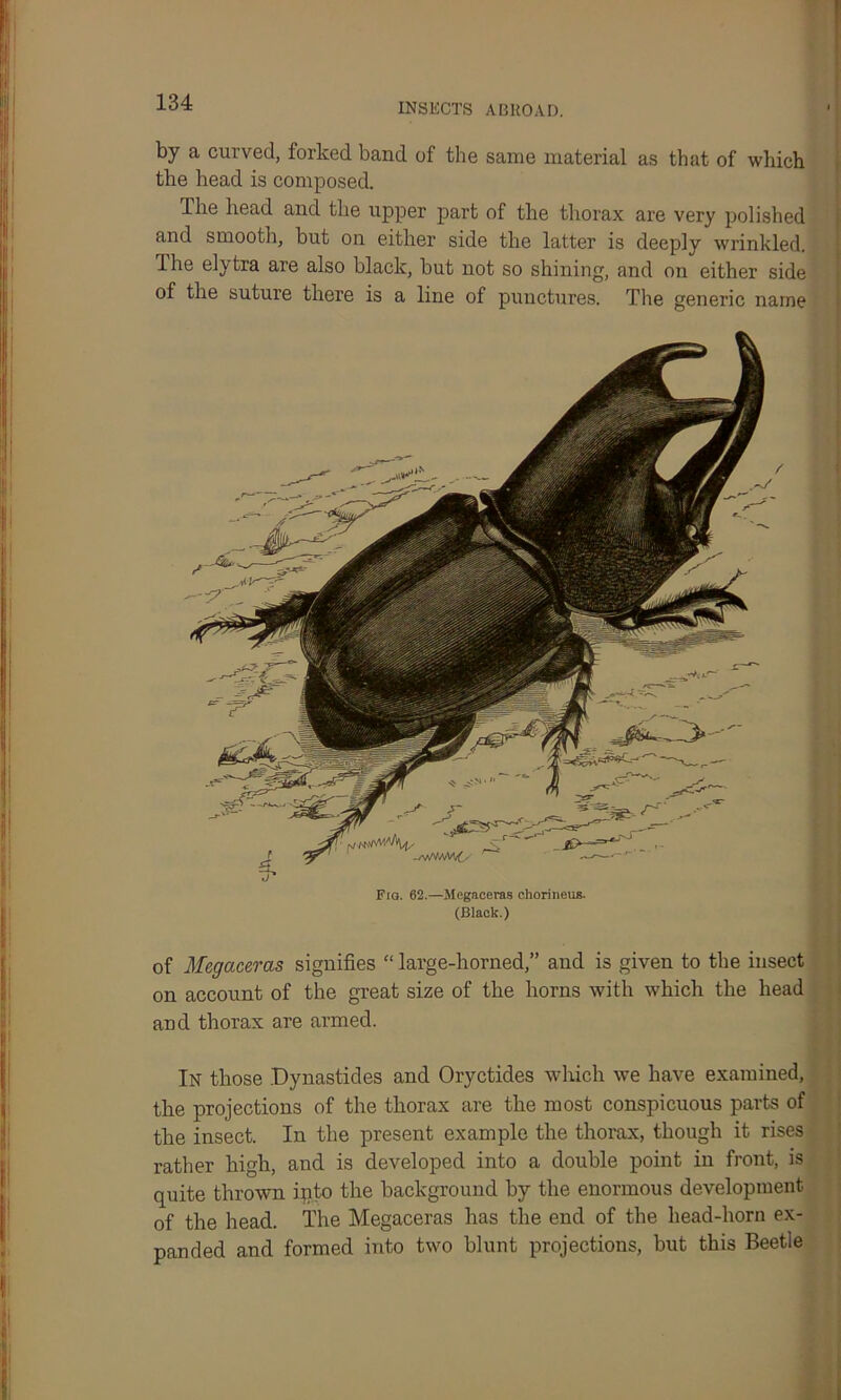 by a curved, forked band of the same material as that of which the head is composed. The head and the upper part of the thorax are very polished and smooth, but on either side the latter is deeply wrinkled. The elytra are also black, but not so shining, and on either side of the suture there is a line of punctures. The generic name Fio. 62.—Megaceras chorineuB. (Black.) of Megaceras signifies “ large-horned,” and is given to the insect on account of the great size of the horns with which the head and thorax are armed. In those Dynastides and Oryctides which we have examined, the projections of the thorax are the most conspicuous parts of the insect. In the present example the thorax, though it rises rather high, and is developed into a double point in front, is quite thrown into the background by the enormous development of the head. The Megaceras has the end of the head-horn ex- panded and formed into two blunt projections, but this Beetle