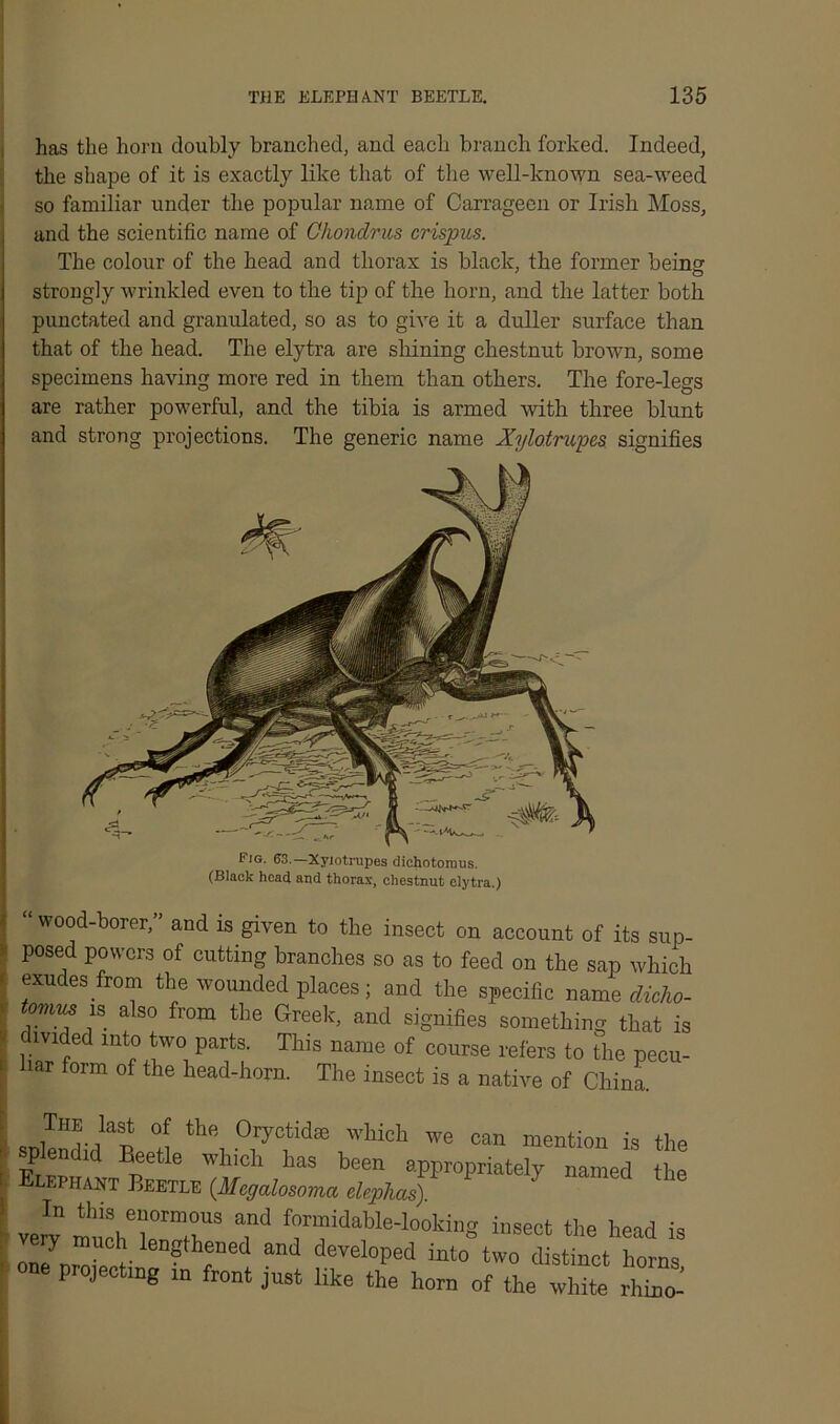 has the horn doubly branched, and each branch forked. Indeed, the shape of it is exactly like that of the well-known sea-weed so familiar under the popular name of Carrageen or Irish Moss, and the scientific name of Chonclrus crispus. The colour of the head and thorax is black, the former being strongly wrinkled even to the tip of the horn, and the latter both punctated and granulated, so as to give it a duller surface than that of the head. The elytra are shining chestnut brown, some specimens having more red in them than others. The fore-legs are rather powerful, and the tibia is armed with three blunt and strong projections. The generic name Xylotrupes signifies Img. (J3.—Xylotrupes dichotomus. (Black head and thorax, chestnut elytra.) “wood-borer,” and is given to the insect on account of its sup- posed powers of cutting branches so as to feed on the sap which exudes from the wounded places; and the specific name dicho- ovius is also from the Greek, and signifies something that is divided into two parts. This name of course refers to the pecu- liar form of the head-horn. The insect is a native of China. snWHlaSn °i th<\ °1ryCtid8e which we can mention is the P - f it eetle which has been appropriately named the Elephant Beetle (Megalosoma elephas) yen mucheirrS Td “,ble-l00ki”« “sect the head is very much lengthened and developed into two distinct horns one projecting in front just like the hom of a ™