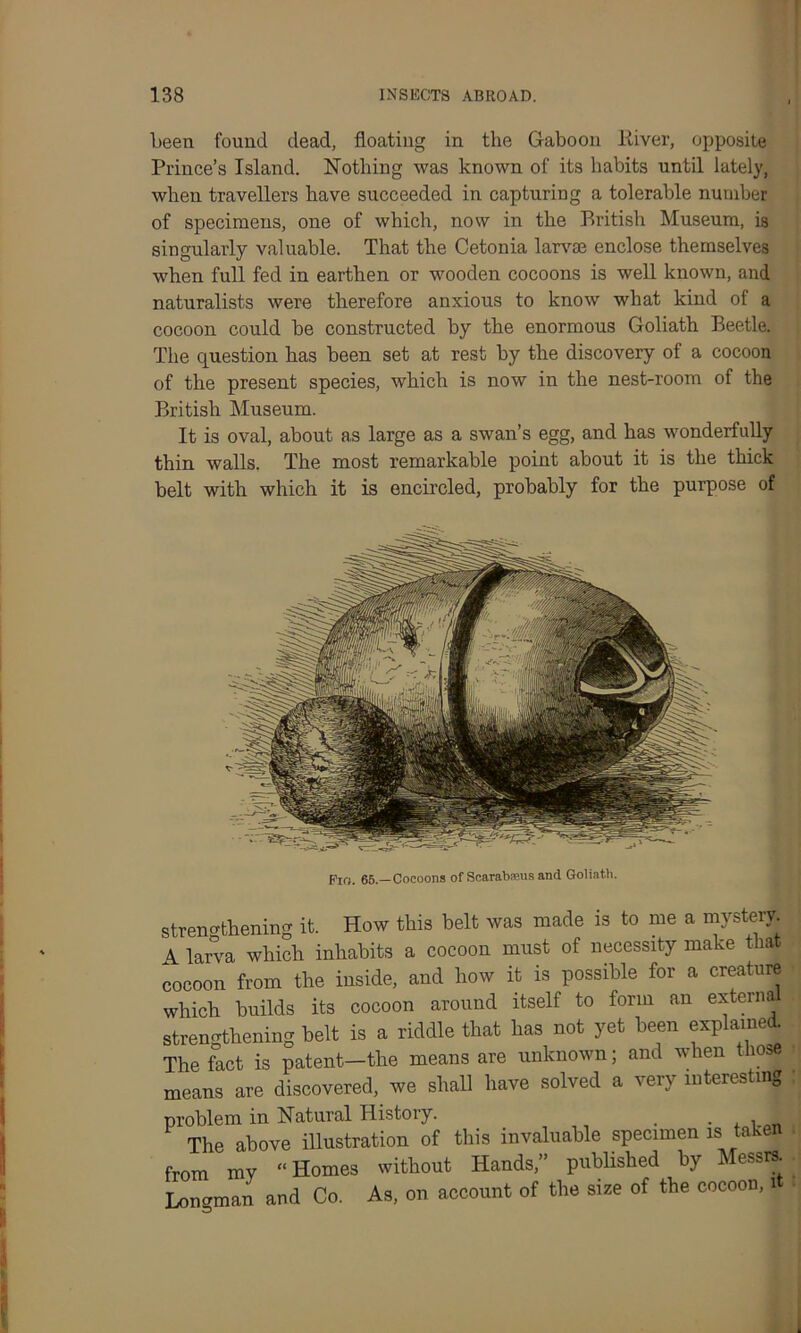 been found dead, floating in the Gaboon River, opposite Prince’s Island. Nothing was known of its habits until lately, when travellers have succeeded in capturing a tolerable number of specimens, one of which, now in the British Museum, is singularly valuable. That the Cetonia larvae enclose themselves when full fed in earthen or wooden cocoons is well known, and naturalists were therefore anxious to know what kind of a cocoon could be constructed by the enormous Goliath Beetle. The question has been set at rest by the discovery of a cocoon of the present species, which is now in the nest-room of the British Museum. It is oval, about as large as a swan’s egg, and has wonderfully thin walls. The most remarkable point about it is the thick belt with which it is encircled, probably for the purpose of Fio. 66.—Cocoons of Scarabseus and Goliath. strengthening it. How this belt was made is to me a mystery A larva which inhabits a cocoon must of necessity make that cocoon from the inside, and how it is possible for a creature I which builds its cocoon around itself to form an external I strengthening belt is a riddle that has not yet been explained. The fact is patent-the means are unknown; and when those means are discovered, we shall have solved a very interesting problem in Natural History. . , , The above illustration of this invaluable specimen is taken from my “Homes without Hands,” published by Messrs. Longman and Co. As, on account of the size of the cocoon, 1