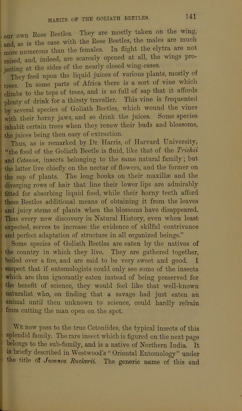 our own Bose Beetles. They are mostly taken on the wing, and as is the case with the Eose Beetles, the males are much more numerous than the females. In flight the elytra are not raised, and, indeed, are scarcely opened at all, the wings pro- . iecting at the sides of the nearly closed wing-cases. ' They feed upon the liquid juices of various plants, mostly of trees. In some parts of Africa there is a sort of vine which climbs to the tops of trees, and is so full of sap that it affords plenty of drink for a thirsty traveller. This vine is frequented by several species of Goliath Beetles, which wound the vines with their horny jaws, and so drink the juices. Some species inhabit certain trees when they renew their buds and blossoms, the juices being then easy of extraction. Thus, as is remarked by Dr. Harris, of Harvard University, ; “the food of the Goliath Beetle is fluid, like that of the Trichii and Cetonice, insects belonging to the same natural family; but the latter live chiefly on the nectar of flowers, and the former on the sap of plants. The long hooks on their maxillae and the diverging rows of hair that line their lower lips are admirably fitted for absorbing liquid food, while their horny teeth afford these Beetles additional means of obtaining it from the leaves and juicy stems of plants when the blossoms have disappeared. Thus every new discovery in Natural History, even when least expected, serves to increase the evidence of skilful contrivance and perfect adaptation of structure in all organized beings.” Some species of Goliath Beetles are eaten by the natives of the country in which they live. They are gathered together, boiled over a fire, and are said to be very sweet and good. I suspect that if entomologists could only see some of the insects which are thus ignorantly eaten instead of being preserved for the benefit of science, they would feel like that well-known naturalist who, on finding that a savage had just eaten an - annual until then unknown to science, could hardly refrain from cutting the man open on the spot. We now pass to the true Cetoniides, the typical insects of this splendid family. The rare insect which is figured on the next page belongs to the sub-family, and is a native of Northern India. It is briefly described in Westwood’s “ Oriental Entomology” under the title of Jwmnos Ruckerii. The generic name of this and