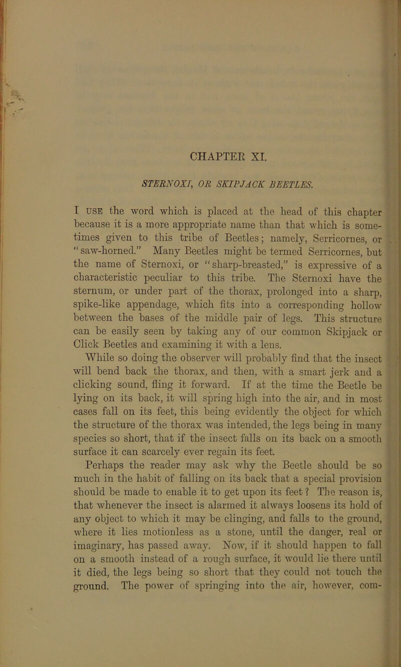 CHAPTER XI. STERNOXI, OR SKIPJACK BEETLES. I use the word which is placed at the head of this chapter because it is a more appropriate name than that which is some- times given to this tribe of Beetles; namely, Serricornes, or “ saw-horned.” Many Beetles might be termed Serricornes, but the name of Sternoxi, or “sharp-breasted,” is expressive of a characteristic peculiar to this tribe. The Sternoxi have the sternum, or under part of the thorax, prolonged into a sharp, spike-like appendage, which fits into a corresponding hollow between the bases of the middle pair of legs. This structure can be easily seen by taking any of our common Skipjack or Click Beetles and examining it with a lens. While so doing the observer will probably find that the insect will bend back the thorax, and then, with a smart jerk and a clicking sound, fling it forward. If at the time the Beetle be lying on its back, it will spring high into the air, and in most cases fall on its feet, this being evidently the object for which the structure of the thorax was intended, the legs being in many species so short, that if the insect falls on its back on a smooth surface it can scarcely ever regain its feet. Perhaps the reader may ask why the Beetle should be so much in the habit of falling on its back that a special provision should be made to enable it to get upon its feet ? The reason is, that whenever the insect is alarmed it always loosens its hold of any object to which it may be clinging, and falls to the ground, where it lies motionless as a stone, until the danger, real or imaginary, has passed away. Now, if it should happen to fall on a smooth instead of a rough surface, it would lie there until it died, the legs being so short that they could not touch the ground. The power of springing into the air, however, com-