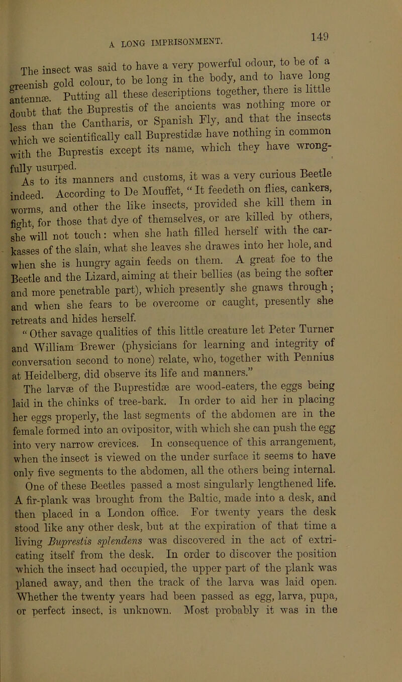 A LONG IMPRISONMENT. The insect was said to have a very powerful odour, to be of a greenish gold colour, to be long in the body, and to have long flltenn'C Putting all these descriptions together, there is little doubt that the Buprestis of the ancients was nothing more or its than the Cantharis, or Spanish Ply, and that the insects vlhch we scientifically call Buprestid* have nothing m common with the Buprestis except its name, which they have wrong- ^As To1 ite banners and customs, it was a very curious Beetle indeed. According to Be Mouffet, “ It feedeth on flies, cankers, worms, and other the like insects, provided she kill them m fiaht for those that dye of themselves, or are killed by others, she will not touch: when she hath filled herself with the car- kasses of the slain, what she leaves she drawes into her hole, and when she is hungry again feeds on them. A great foe to the Beetle and the Lizard, aiming at their bellies (as being the softer and more penetrable part), which presently she gnaws through ; and when she fears to be overcome or caught, presently she retreats and hides herself. “ Other savage qualities of this little creature let Peter Turner and William Brewer (physicians for learning and integrity of conversation second to none) relate, who, together with Pennius at Heidelberg, did observe its life and manners.” The larval of the Buprestidse are wood-eaters, the eggs being laid in the chinks of tree-bark. In order to aid her in placing her eggs properly, the last segments of the abdomen are in the female formed into an ovipositor, with which she can push the egg into very narrow crevices. In consequence of this arrangement, when the insect is viewed on the under surface, it seems to have only five segments to the abdomen, all the others being internal. One of these Beetles passed a most singularly lengthened life. A fir-plank was brought from the Baltic, made into a desk, and then placed in a London office. For twenty years the desk stood like any other desk, but at the expiration of that time a living Buprestis splendens was discovered in the act of extri- cating itself from the desk. In order to discover the position which the insect had occupied, the upper part of the plank was planed away, and then the track of the larva was laid open. Whether the twenty years had been passed as egg, larva, pupa, or perfect insect, is unknown. Most probably it was in the