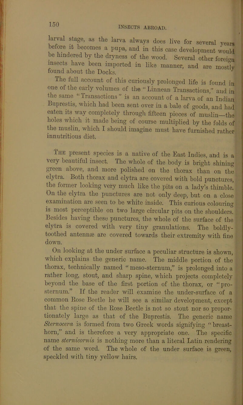 INSECTS ABROAD. larval stage, as the larva always does live for several years before it becomes a pupa, and in this case development would be hindered by the dryness of the wood. Several other foreign insects have been imported in like manner, and are mostly found about the Docks. J The full account of this curiously prolonged life is found in one of the early volumes of the “Linnean Transactions,” and in the same “Transactions” is an account of a larva of an Indian Buprestis, which had been sent over in a bale of goods, and had eaten its way completely through fifteen pieces of muslin the holes which it made being of course multiplied by the folds of the muslin, which I should imagine must have furnished rather innutritious diet. Tiie present species is a native of the East Indies, and is a very beautiful insect. The whole of the body is bright shining green above, and more polished on the thorax than on the elytia. Both thorax and elytra are covered with bold punctures, the former looking very much like the pits on a lady’s thimble! On the elytra the punctures are not only deep, but on a close examination are seen to be white inside. This curious colouring is most perceptible on two large circular pits on the shoulders. Besides having these punctures, the whole of the surface of the elytra is covered with very tiny granulations. The boldly- toothed antennae are covered towards their extremity with fine down. On looking at the under surface a peculiar structure is shown, which explains the generic name. The middle portion of the thorax, technically named “ meso-sternum,” is prolonged into a rather long, stout, and sharp spine, which projects completely beyond the base of the first portion of the thorax, or “pro- sternum.” If the reader will examine the under-surface of a common Bose Beetle he will see a similar development, except that the spine of the Bose Beetle is not so stout nor so propor- tionately large as that of the Buprestis. The generic name Sternocera is formed from two Greek words signifying “breast- horn,” and is therefore a very appropriate one. The specific name sternicornis is nothing more than a literal Latin rendering of the same word. The whole of the under surface is green, speckled with tiny yellow hairs.