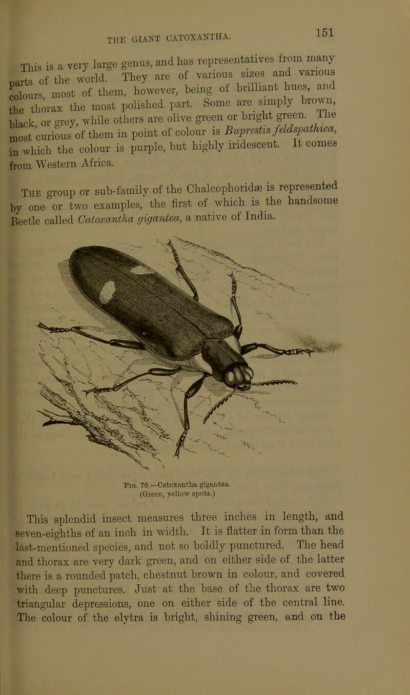 the giant catoxantha. This is a very large genus, and has representatives from many parts of the world. They are of various sizes and various colours most of them, however, being of brilliant hues, and the thorax the most polished part. Some are simply brown black or grey, while others are olive green or bright green. The most curious of them in point of colour is Bupreshs feldspathica, in which the colour is purple, but highly iridescent. It comes from Western Africa. The oroup or sub-family of the Chalcophoridse is represented by one&or two examples, the first of which is the handsome Beetle called Catoxantha gigantea, a native of India. Pig. 70.— Catoxantha gigantea. (Green, yellow spots.) This splendid insect measures three inches in length, and seven-eighths of an inch in width. It is flatter in form than the last-mentioned species, and not so boldly punctured. The head and thorax are very dark green, and on either side of the latter there is a rounded patch, chestnut brown in colour, and covered with deep punctures. Just at the base of the thorax are two triangular depressions, one on either side of the central line. The colour of the elytra is bright, shining green, and on the