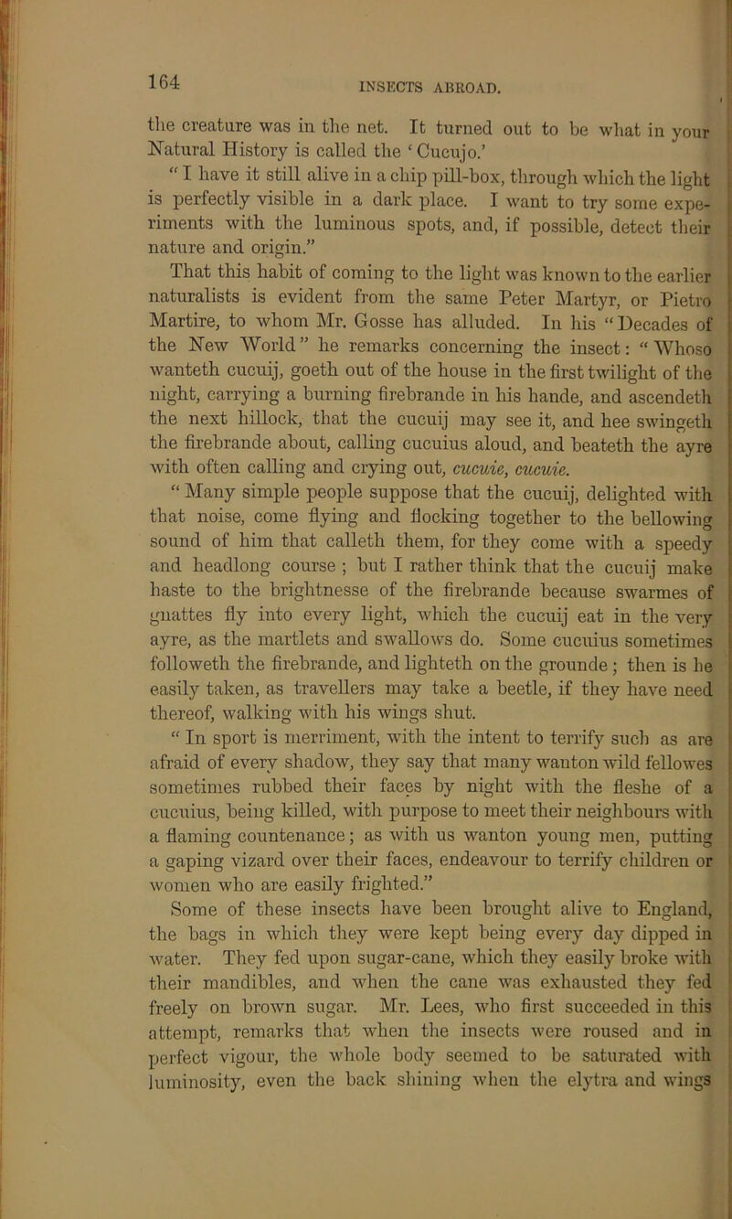 the creature was in the net. It turned out to be what in vour Natural History is called the ‘ Cucujo.’ “ I have it still alive in a chip pill-box, through which the light is perfectly visible in a dark place. I want to try some expe- riments with the luminous spots, and, if possible, detect their nature and origin.” That this habit of coming to the light was known to the earlier naturalists is evident from the same Peter Martyr, or Pietro Martire, to whom Mr. Gosse has alluded. In his “Decades of the New World” he remarks concerning the insect: “Whoso wanteth cucuij, goeth out of the house in the first twilight of the night, carrying a burning firebrande in his hande, and ascendeth the next hillock, that the cucuij may see it, and hee swingeth the firebrande about, calling cucuius aloud, and beateth the ayre with often calling and crying out, cucuie, cucuie. “ Many simple people suppose that the cucuij, delighted with that noise, come flying and flocking together to the bellowing sound of him that calleth them, for they come with a speedy and headlong course ; but I rather think that the cucuij make haste to the brightnesse of the firebrande because swarmes of gnattes fly into every light, which the cucuij eat in the very ayre, as the martlets and swallows do. Some cucuius sometimes followeth the firebrande, and lighteth on the grounde; then is he easily taken, as travellers may take a beetle, if they have need thereof, walking with his wings shut. “ In sport is merriment, -with the intent to terrify such as are afraid of every shadow, they say that many wanton wild fellowes sometimes rubbed their faces by night with the fleshe of a cucuius, being killed, with purpose to meet their neighbours with a flaming countenance; as with us wanton young men, putting a gaping vizard over their faces, endeavour to terrify children or women who are easily frighted.” Some of these insects have been brought alive to England, the bags in which they were kept being every day dipped in water. They fed upon sugar-cane, which they easily broke with their mandibles, and when the cane was exhausted they fed freely on brown sugar. Mr. Lees, who first succeeded in this attempt, remarks that when the insects were roused and in perfect vigour, the whole body seemed to be saturated with luminosity, even the back shining when the elytra and wings