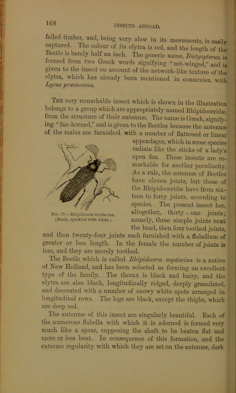 INSECTS ABROAD. felled timber and, being very slow in its movements, is easily captured. The colour of its elytra is red, and the length of the Beetle is barely half an inch. The generic name, Dictyopterus is formed from two Greek words signifying “ net-winged,” and is given to the insect on account of the network-like texture of the elytra, which has already been mentioned in connexion with Lyons prcemorsus. The very remarkable insect which is shown in the illustration belongs to a group which are appropriately named Bhipidoceridte, from the structure of their antennae. The name is Greek, signify- ing “fan-horned,” and is given to the Beetles because the antennae of the males are furnished with a number of flattened or linear appendages, which in some species radiate like the sticks of a lady’s open fan. These insects are re- markable for another peculiarity. As a rule, the antennae of Beetles have eleven joints, but those of the Bhipidoceridae have from six- teen to forty joints, according to species. The present insect has, altogether, thirty - one joints; namely, three simple joints next the head, then four toothed joints, and then twenty-four joints each furnished with a flabellum of greater or less length. In the female the number of joints is less, and they are merely toothed. The Beetle which is called Lhipidocera mystacina is a native of New Holland, and has been selected as forming an excellent type of the family. The thorax is black and hairy, and the elytra are also black, longitudinally ridged, deeply granulated, and decorated with a number of snowy white spots arranged in longitudinal rows. The legs are black, except the thighs, which are deep red. The antennae of this insect are singularly beautiful. Each of the numerous flabella with which it is adorned is formed very much like a spear, supposing the shaft to be beaten flat and more or less bent. In consequence of this formation, and the extreme regularity with which they are set on the antennae, dark 7W Fio. 77.—Rhipidocera mystacina. (Black, speckled with white.)