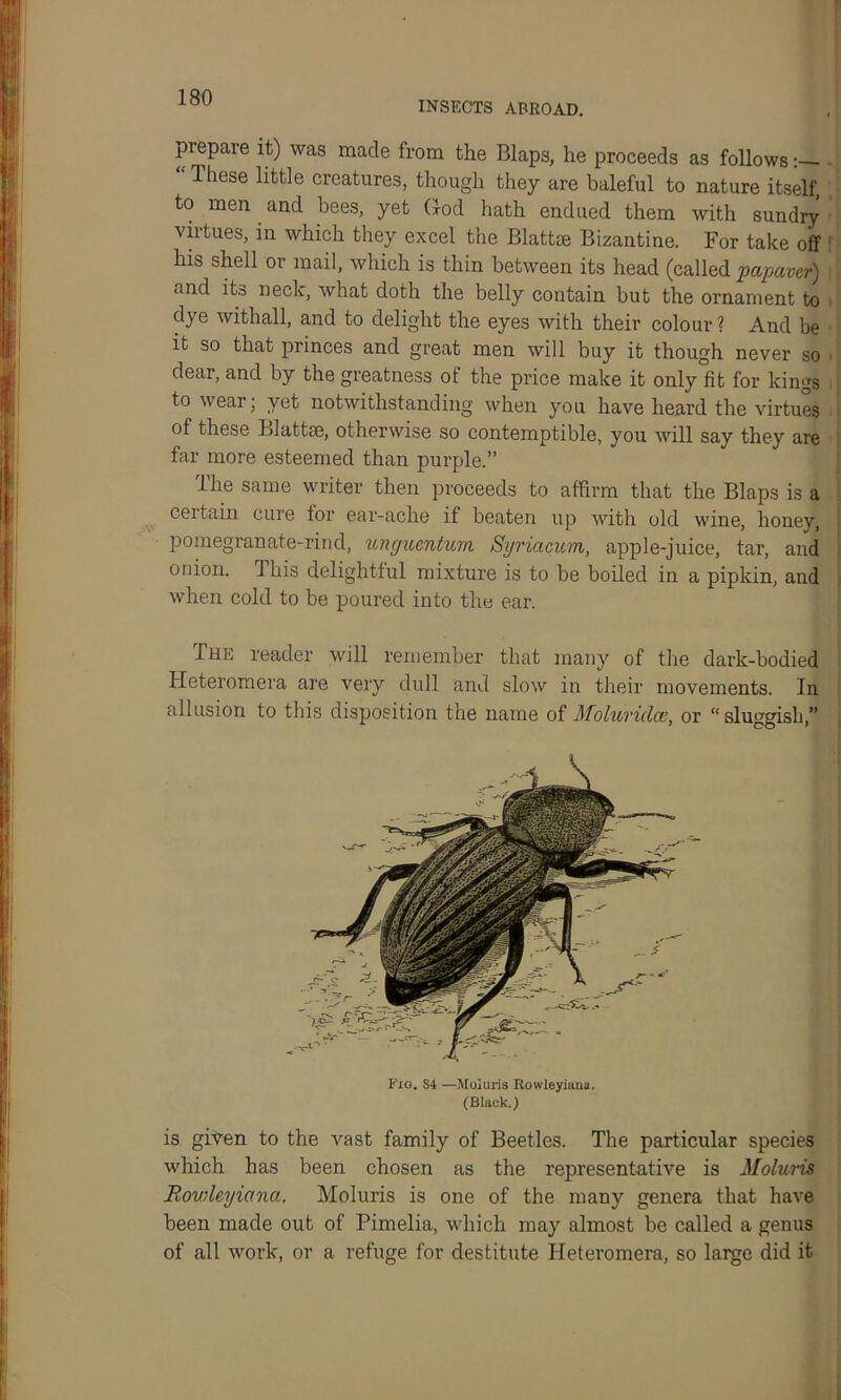 INSECTS ABROAD. piepare it) was made from the Blaps, he proceeds as follows- “ These litfc]e creatures, though they are baleful to nature itself, to men and bees, yet God hath endued them with sundry virtues, in which they excel the Blattee Bizantine. For take off his shell or mail, which is thin between its head (called papaver) and its neck, what doth the belly contain but the ornament to dye withall, and to delight the eyes with their colour ? And be it so that princes and great men will buy it though never so dear, and by the greatness of the price make it only fit for kings to wear; yet notwithstanding when you have heard the virtues of these Matt®, otherwise so contemptible, you will say they are far more esteemed than purple.” The same writer then proceeds to affirm that the Blaps is a certain cure for ear-ache if beaten up with old wine, honey, pomegranate-rind, unguentum Syriacum, apple-juice, tar, and onion. Ihis delightful mixture is to be boiled in a pipkin, and when cold to be poured into the ear. The reader will remember that many of tire dark-bodied Heteromera are very dull and slow in their movements. In allusion to this disposition the name of Moluridcc, or “sluggish,” Fig. S4 —Moluris Rowleyiiuia, (Black.) is given to the vast family of Beetles. The particular species which has been chosen as the representative is Moluris Rowleyiana. Moluris is one of the many genera that have been made out of Pimelia, which may almost be called a genus of all work, or a refuge for destitute Heteromera, so large did it