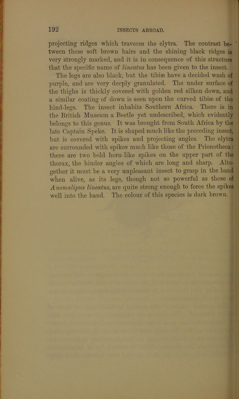 projecting ridges which traverse the elytra. The contrast be- 1 tween these soft brown hairs ancl the shining black ridges is very strongly marked, and it is in consequence of this structure that the specific name of lineatics has been given to the insect. The legs are also black, but the tibiae have a decided wash of purple, and are very deeply granulated. The under surface of the thighs is thickly covered with golden red silken down, and a similar coating of down is seen upon the curved tibiae of the hind-legs. The insect inhabits Southern Africa. There is in the British Museum a Beetle yet undescribed, which evidently belongs to this genus. It -was brought from South Africa by the late Captain Speke. It is shaped much like the preceding insect, but is covered with spikes and projecting angles. The elytra are surrounded with spikes much like those of the Prionotheca: there are two bold horn-like spikes on the upper part of the thorax, the hinder angles of which are long and sharp. Alto- gether it must be a very unpleasant insect to grasp in the hand when alive, as its legs, though not so powerful as those of Anomalipus lineatus, are quite strong enough to force the spikes well into the hand. The colour of this species is dark brown. |