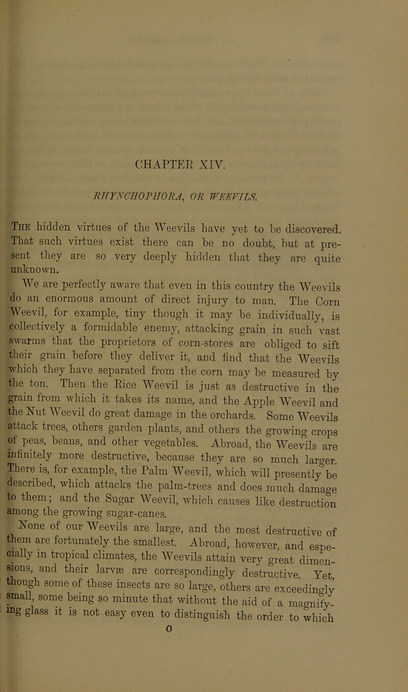 CHAPTER XIV. RJTYNCHOPHORA, OR WEEVILS. The hidden virtues of the Weevils have yet to he discovered. That such virtues exist there can he no doubt, but at pre- sent they are so very deeply hidden that they are quite unknown. We are perfectly aware that even in this country the Weevils do an enormous amount of direct injury to man. The Corn Weevil, for example, tiny though it may be individually, is collectively a formidable enemy, attacking grain in such vast swarms that the proprietors of corn-stores are obliged to sift their grain before they deliver it, and find that the Weevils which they have separated from the corn may be measured by the ton. Then the Rice Weevil is just as destructive in the grain from which it takes its name, and the Apple Weevil and the Nut Weevil do great damage in the orchards. Some Weevils attack trees, others garden plants, and others the growing crops of peas, beans, and other vegetables. Abroad, the Weevils are infinitely more destructive, because they are so much larger. There is, for example, the Palm Weevil, which will presently’be described, which attacks the palm-trees and does much damage to them; and the Sugar Weevil, which causes like destruction among the growing sugar-canes. None of our Weevils are large, and the most destructive of them are fortunately the smallest. Abroad, however, and espe- cially in tropical climates, the Weevils attain very great dimen- sions, and their larva are correspondingly destructive Yet though some of these insects are so large, others are exceedingly small some being so minute that without the aid of a magnify- ing glass it is not easy even to distinguish the order to which