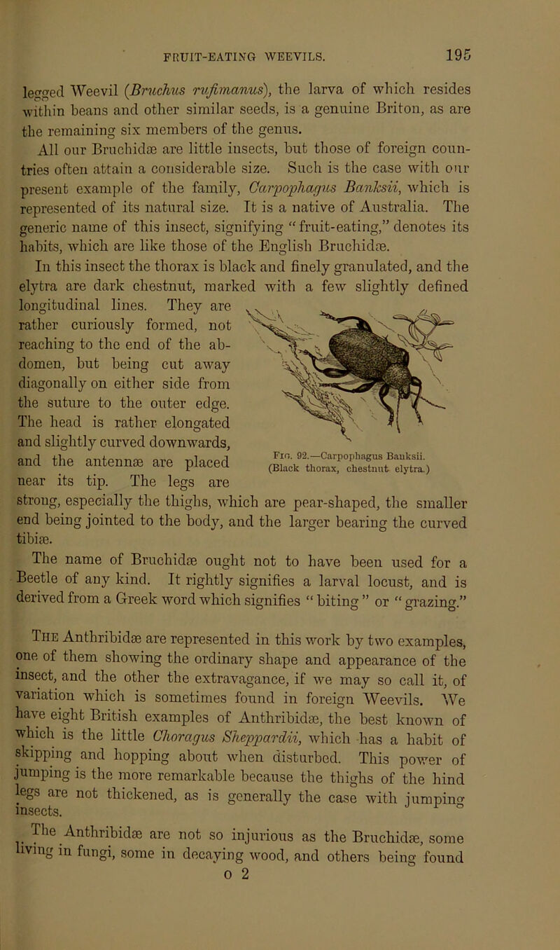 legged Weevil (Bruchus rufirncinus), the larva of which resides within beans and other similar seeds, is a genuine Briton, as are the remaining six members of the genus. All our Bruchidae are little insects, but those of foreign coun- tries often attain a considerable size. Such is the case with our present example of the family, Carpophagus Banksii, which is represented of its natural size. It is a native of Australia. The generic name of this insect, signifying “fruit-eating,” denotes its habits, -which are like those of the English Bruchidm. In this insect the thorax is black and finely granulated, and the elytra are dark chestnut, marked with a few slightly defined longitudinal lines. They are rather curiously formed, not reaching to the end of the ab- domen, but being cut away diagonally on either side from the suture to the outer edge. The head is rather elongated and slightly curved downwards, and the antennae are placed near its tip. The legs are stroug, especially the thighs, which are pear-shaped, the smaller end being jointed to the body, and the larger bearing the curved tibiae. The name of Bruchidae ought not to have been used for a Beetle of any kind. It rightly signifies a larval locust, and is derived from a Greek word which signifies “ biting ” or “ grazing.” The Anthribidae are represented in this work by two examples, one of them showing the ordinary shape and appearance of the insect, and the other the extravagance, if we may so call it, of variation which is sometimes found in foreign Weevils. We have eight British examples of Anthribidae, the best known of which is the little Chorccgus Sheppardii, which has a habit of skipping and hopping about when disturbed. This power of jumping is the more remarkable because the thighs of the hind legs are not thickened, as is generally the case with jumping insects. The Anthribidae are not so injurious as the Bruchidae, some living in fungi, some in decaying wood, and others being found o 2