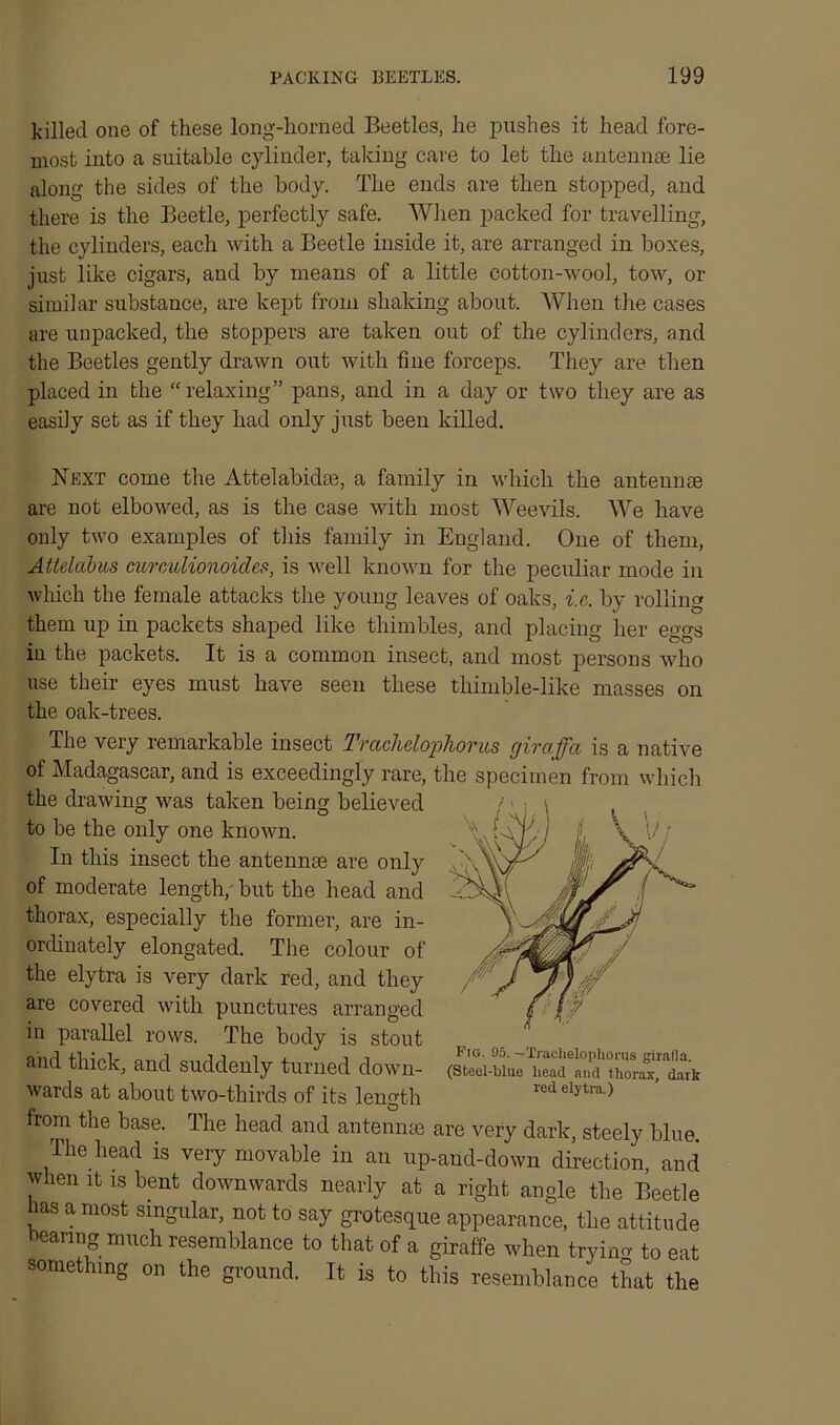 killed one of these long-horned Beetles, he pushes it head fore- most into a suitable cylinder, talcing care to let the antennae lie along the sides of the body. The ends are then stopped, and there is the Beetle, perfectly safe. When packed for travelling, the cylinders, each with a Beetle inside it, are arranged in boxes, just like cigars, and by means of a little cotton-wool, tow, or similar substance, are kept from shaking about. When the cases are unpacked, the stoppers are taken out of the cylinders, and the Beetles gently drawn out with fine forceps. They are then placed in the “ relaxing” pans, and in a day or two they are as easily set as if they had only just been killed. Next come the Attelabidm, a family in which the antenme are not elbowed, as is the case with most Weevils. We have only two examples of this family in England. One of them, Attelabus mrculionoid.es, is well known for the peculiar mode in which the female attacks the young leaves of oaks, i.e. by rolling them up in packets shaped like thimbles, and placing her eggs in the packets. It is a common insect, and most persons who use their eyes must have seen these thimble-like masses on the oak-trees. The very remarkable insect Trachclophorus giraffa is a native of Madagascar, and is exceedingly rare, the specimen from which the drawing was taken being believed to be the only one known. In this insect the antennae are only of moderate length, but the head and thorax, especially the former, are in- ordinately elongated. The colour of the elytra is very dark red, and they are covered with punctures arranged in parallel rows. The body is stout and thick, and suddenly turned down- wards at about two-thirds of its length red elytra ) from the base. The head and antennae are very dark, steely blue. The head is very movable in an up-and-down direction, and when it is bent downwards nearly at a right angle the Beetle has a most singular, not to say grotesque appearance, the attitude bearing much resemblance to that of a giraffe when trying to eat something on the ground. It is to this resemblance that the