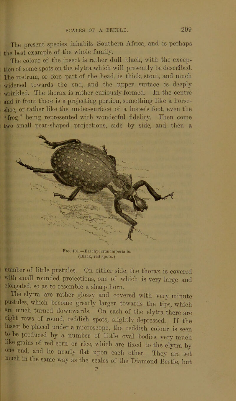 The present species inhabits Southern Africa, and is perhaps the best example of the whole family. The colour of the insect is rather dull black, with the excep- tion of some spots on the elytra which will presently be described. The rostrum, or fore part of the head, is thick, stout, and much widened towards the end, and the upper surface is deeply wrinkled. The thorax is rather curiously formed. In the centre and in front there is a projecting portion, something like a horse- shoe, or rather like the under-surface of a horse’s foot, even the “frog” being represented with wonderful fidelity. Then come two small pear-shaped projections, side by side, and then a Fig. 101.—Brachyeerus imperialis. (Black, red spots.) number of little pustules. On either side, the thorax is covered with small rounded projections, one of which is very large and elongated, so as to resemble a sharp horn. The elytra are rather glossy and covered with very minute pustules, which become greatly larger towards the tips, which are much turned downwards. On each of the elytra there are eight rows of round, reddish spots, slightly depressed. If the msect be placed under a microscope, the reddish colour is seen to be produced by a number of little oval bodies, very much hke grains of red corn or rice, which are fixed to the elytra by one end, and lie nearly flat upon each other. They are set much in the same way as the scales of the Diamond Beetle, but p