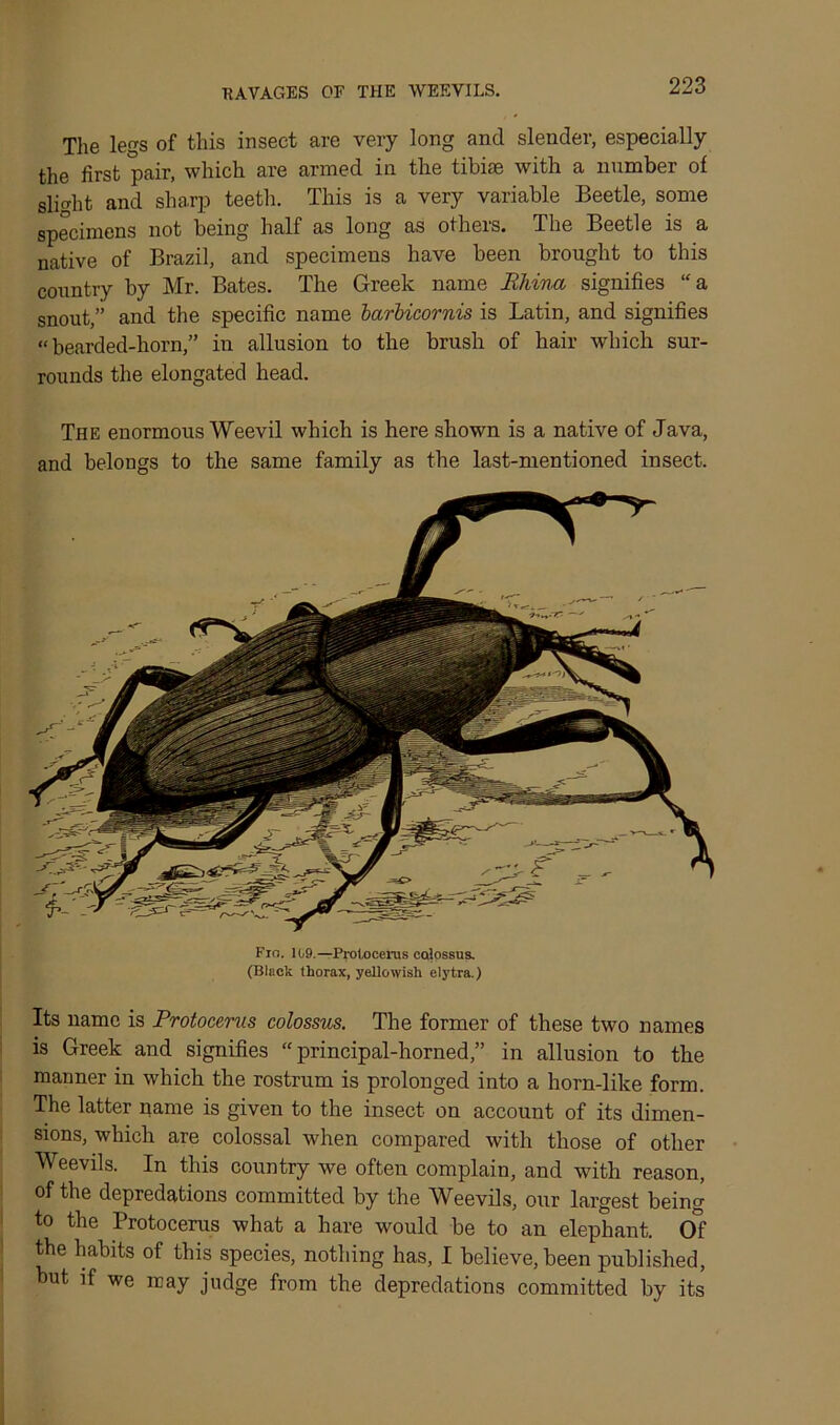 KAVAGES OF THE WEEVILS. The legs of this insect are very long and slender, especially the first pair, which are armed in the tibiae with a number of slight and sharp teeth. This is a very variable Beetle, some specimens not being half as long as others. The Beetle is a native of Brazil, and specimens have been brought to this country by Mr. Bates. The Greek name Ehina signifies “a snout,” and the specific name barbicornis is Latin, and signifies “bearded-horn,” in allusion to the brush of hair which sur- rounds the elongated head. The enormous Weevil which is here shown is a native of Java, and belongs to the same family as the last-mentioned insect. Fio. 109.— Protocerus colossus. (Black thorax, yellowish elytra.) Its name is Protocerus colossus. The former of these two names is Greek and signifies “principal-horned,” in allusion to the manner in which the rostrum is prolonged into a horn-like form. The latter name is given to the insect on account of its dimen- sions, which are colossal when compared with those of other Weevils. In this country we often complain, and with reason, of the depredations committed by the Weevils, our largest being to the Protocerus what a hare would be to an elephant. Of the habits of this species, nothing has, I believe, been published, hut if we may judge from the depredations committed by its