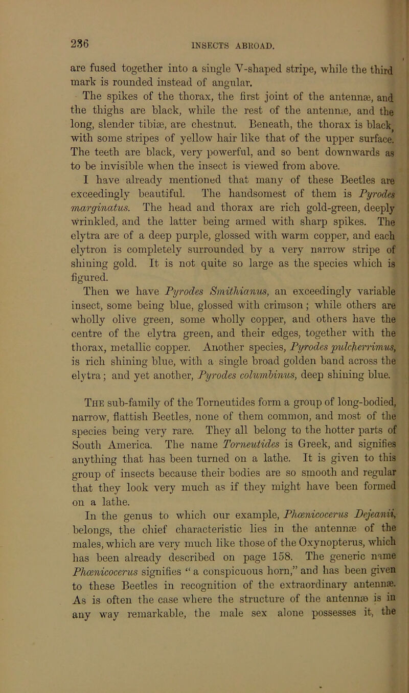 are fused together into a single V-shaped stripe, while the third mark is rounded instead of angular. The spikes of the thorax, the first joint of the antennae, and the thighs are black, while the rest of the antennae, and the long, slender tibiae, are chestnut. Beneath, the thorax is black, with some stripes of yellow hair like that of the upper surface. The teeth are black, very powerful, and so bent downwards as to be invisible when the insect is viewed from above. I have already mentioned that many of these Beetles are exceedingly beautiful. The handsomest of them is Pyrodes marginatus. The head and thorax are rich gold-green, deeply wrinkled, and the latter being armed with sharp spikes. The elytra are of a deep purple, glossed with warm copper, and each elytron is completely surrounded by a very narrow stripe of shining gold. It is not quite so large as the species which is figured. Then we have Pyrodes Smithiamis, an exceedingly variable insect, some being blue, glossed with crimson; while others are wholly olive green, some wholly copper, and others have the centre of the elytra green, and their edges, together with the thorax, metallic copper. Another species, Pyrodes pulcfrcrrimus, is rich shining blue, with a single broad golden band across the elytra; and yet another, Pyrodes columbinus, deep shining blue. The sub-family of the Torneutides form a group of long-bodied, narrow, flattish Beetles, none of them common, and most of the species being very rare. They all belong to the hotter parts of South America. The name Torneutides is Greek, and signifies anything that has been turned on a lathe. It is given to this group of insects because their bodies are so smooth and regular that they look very much as if they might have been formed on a lathe. In the genus to which our example, Phcenicocerus Dcjeanii, belongs, the chief characteristic lies in the an ten nee of the males, which are very much like those of the Oxynoptems, which has been already described on page 158. The generic name Phcenicocerus signifies “ a conspicuous horn,” and has been given to these Beetles in recognition of the extraordinary antennae. As is often the case where the structure of the antennm is in any way remarkable, the male sex alone possesses it, the