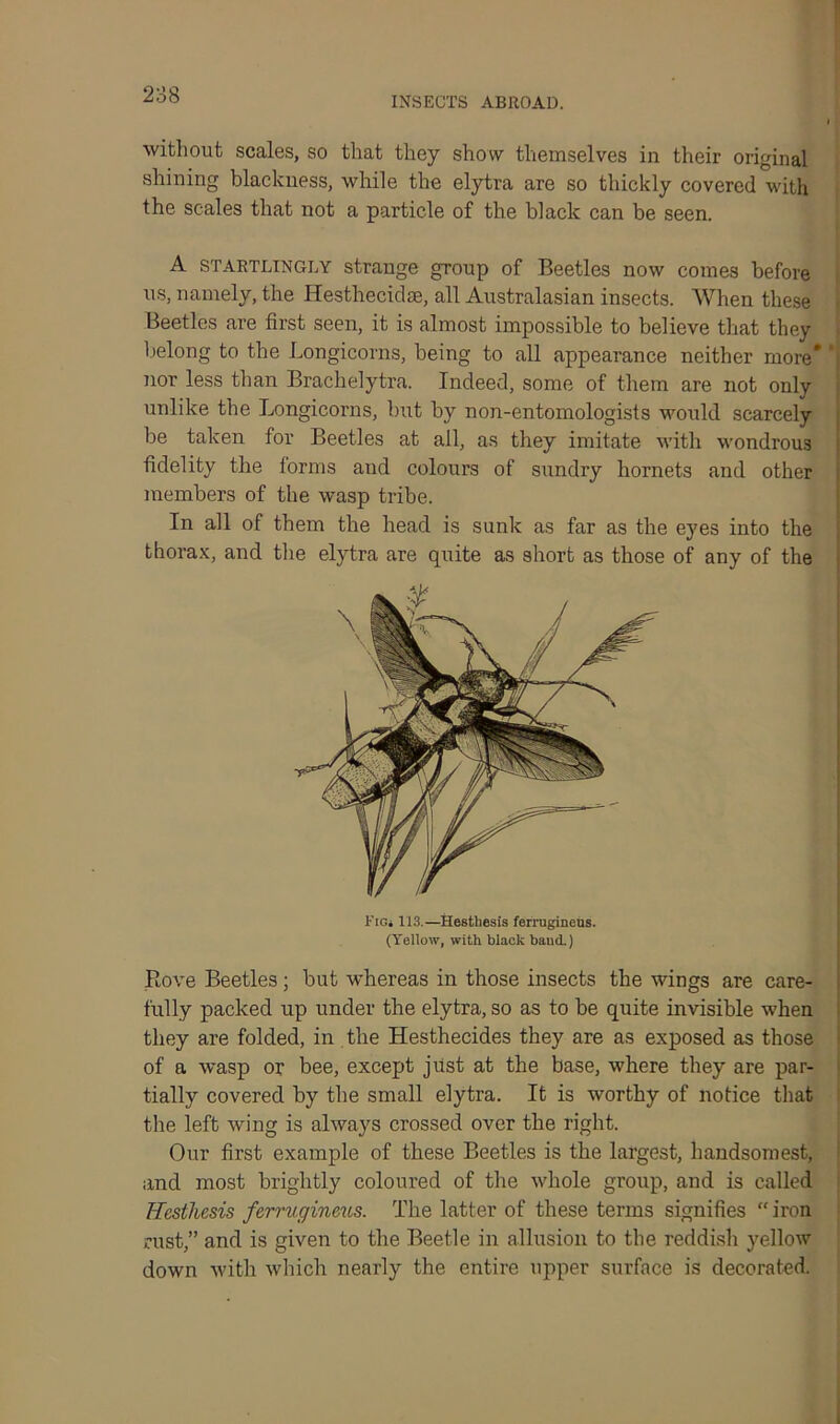 INSECTS ABROAD. without scales, so that they show themselves in their original shining blackness, while the elytra are so thickly covered with the scales that not a particle of the black can be seen. A STARTLINGLY strange group of Beetles now comes before us, namely, the Hesthecidse, all Australasian insects. When these Beetles are first seen, it is almost impossible to believe that they belong to the Longicorns, being to all appearance neither more* ’ nor less than Brachelytra. Indeed, some of them are not only unlike the Longicorns, but by non-entomologists would scarcely be taken for Beetles at ail, as they imitate with wondrous fidelity the forms aud colours of sundry hornets and other members of the wasp tribe. In all of them the head is sunk as far as the eyes into the thorax, and the elytra are quite as short as those of any of the Fig. 113.—Hestliesis ferrugineus. (Yellow, with black baud.) Rove Beetles; but whereas in those insects the wings are care- fully packed up under the elytra, so as to be quite invisible when they are folded, in the Hesthecides they are as exposed as those of a wasp or bee, except just at the base, where they are par- tially covered by the small elytra. It is worthy of notice that the left wing is always crossed over the right. Our first example of these Beetles is the largest, handsomest, and most brightly coloured of the whole group, and is called Hestliesis ferrugineus. The latter of these terms signifies “ iron rust,” and is given to the Beetle in allusion to the reddish yellow down with which nearly the entire upper surface is decorated.