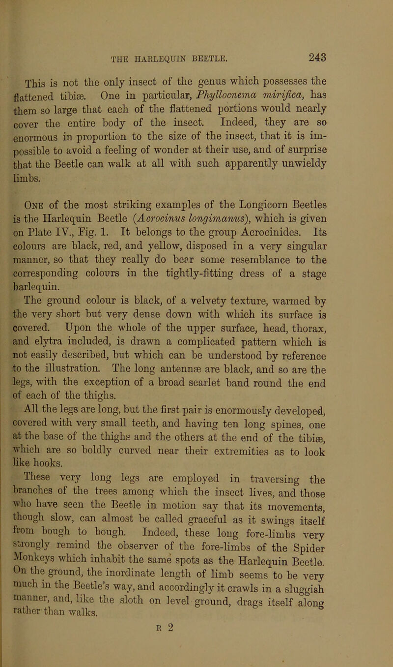 This is not the only insect of the genus which possesses the flattened tibiae. One in particular, Phyllocnema mirifica, has them so large that each of the flattened portions would nearly cover the entire body of the insect. Indeed, they are so enormous in proportion to the size of the insect, that it is im- possible to avoid a feeling of wonder at their use, and of surprise that the Beetle can walk at all with such apparently unwieldy limbs. One of the most striking examples of the Longicorn Beetles is the Harlequin Beetle (Acrocinus longimanus), which is given on Plate IV., Pig. 1. It belongs to the group Acrocinides. Its colours are black, red, and yellow, disposed in a very singular manner, so that they really do bear some resemblance to the corresponding colours in the tightly-fitting dress of a stage harlequin. The ground colour is black, of a velvety texture, warmed by the very short but very dense down with which its surface is covered. Upon the whole of the upper surface, head, thorax, and elytra included, is drawn a complicated pattern which is not easily described, but which can be understood by reference to the illustration. The long antennae are black, and so are the legs, with the exception of a broad scarlet band round the end of each of the thighs. All the legs are long, but the first pair is enormously developed, covered with very small teeth, and having ten long spines, one at the base of the thighs and the others at the end of the tibiae, which are so boldly curved near their extremities as to look like hooks. These very long legs are employed in traversing the branches of the trees among which the insect lives, and those who have seen the Beetle in motion say that its movements, though slow, can almost be called graceful as it swings itself from bough to bough. Indeed, these long fore-limbs very strongly remind the observer of the fore-limbs of the Spider Monkeys which inhabit the same spots as the Harlequin Beetle. On the ground, the inordinate length of limb seems to be very much in the Beetle’s way, and accordingly it crawls in a sluggish manner, and, like the sloth on level ground, drags itself along rather than walks. R 2