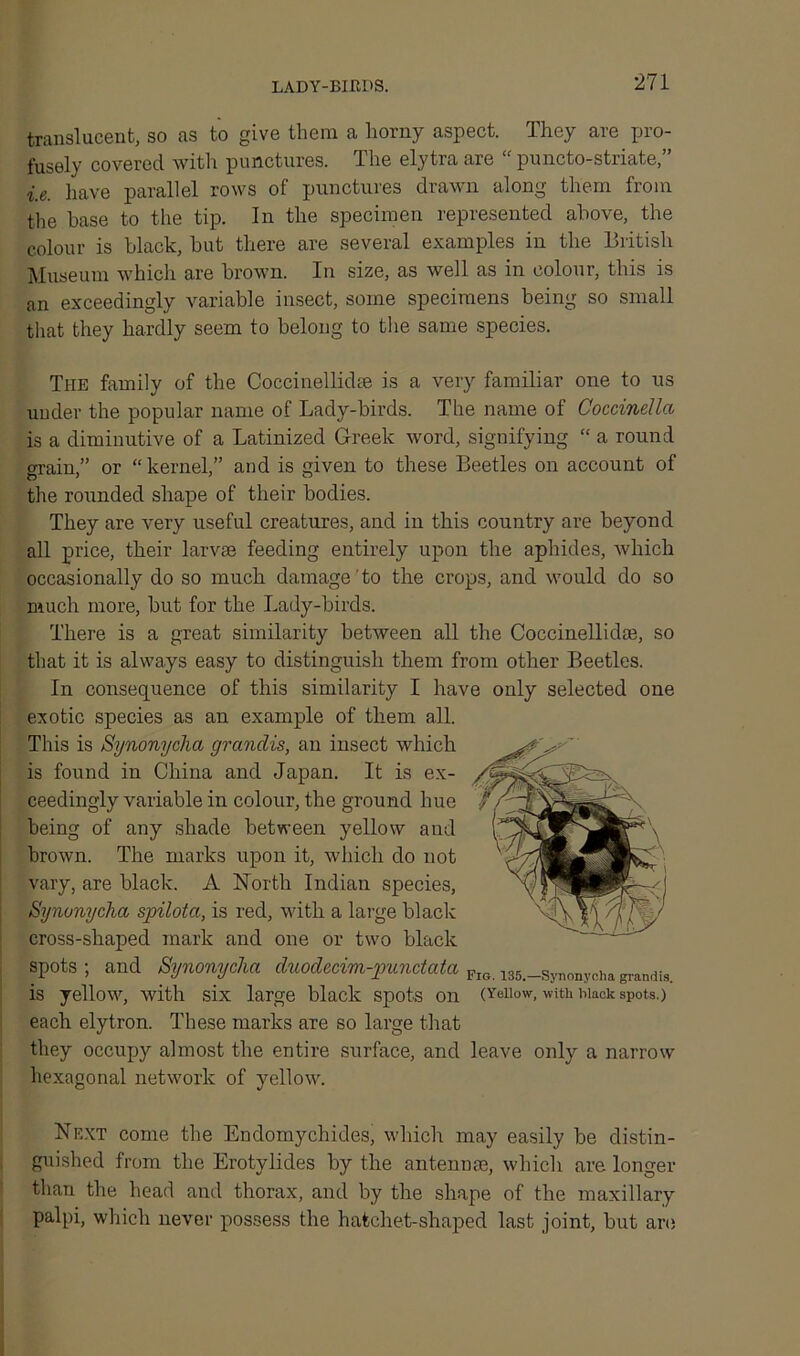 LADY-BIRDS. translucent, so as to give them a horny aspect. They are pro- fusely covered with punctures. The elytra are “ puncto-striate,” i.e. have parallel rows of punctures drawn along them from the base to the tip. In the specimen represented above, the colour is black, but there are several examples in the British Museum which are brown. In size, as well as in colour, this is an exceedingly variable insect, some specimens being so small that they hardly seem to belong to the same species. The family of the Coccinellidse is a very familiar one to us under the popular name of Lady-birds. The name of Coccinella is a diminutive of a Latinized Greek word, signifying “ a round grain,” or “kernel,” and is given to these Beetles on account of the rounded shape of their bodies. They are very useful creatures, and in this country are beyond all price, their larvae feeding entirely upon the aphides, which occasionally do so much damage to the crops, and would do so much more, but for the Lady-birds. There is a great similarity between all the Coccinellidse, so that it is always easy to distinguish them from other Beetles. In consequence of this similarity I have only selected one exotic species as an example of them all. This is Synonycha grandis, an insect which is found in China and Japan. It is ex- ceedingly variable in colour, the ground hue being of any shade between yellow and brown. The marks upon it, which do not vary, are black. A North Indian species, Synonycha spilota, is red, with a large black cross-shaped mark and one or two black spots; and Synonycha duodecim-punctata PlG 135._Synnnyohasrandi3. is yellow, with six large black spots on (Yeiiow, with Mack spots.) each elytron. These marks are so large that they occupy almost the entire surface, and leave only a narrow hexagonal network of yellow. Next come the Endomychides, which may easily be distin- guished from the Erotylides by the antennas, which are longer than the head and thorax, and by the shape of the maxillary palpi, which never possess the hatchet-shaped last joint, but are