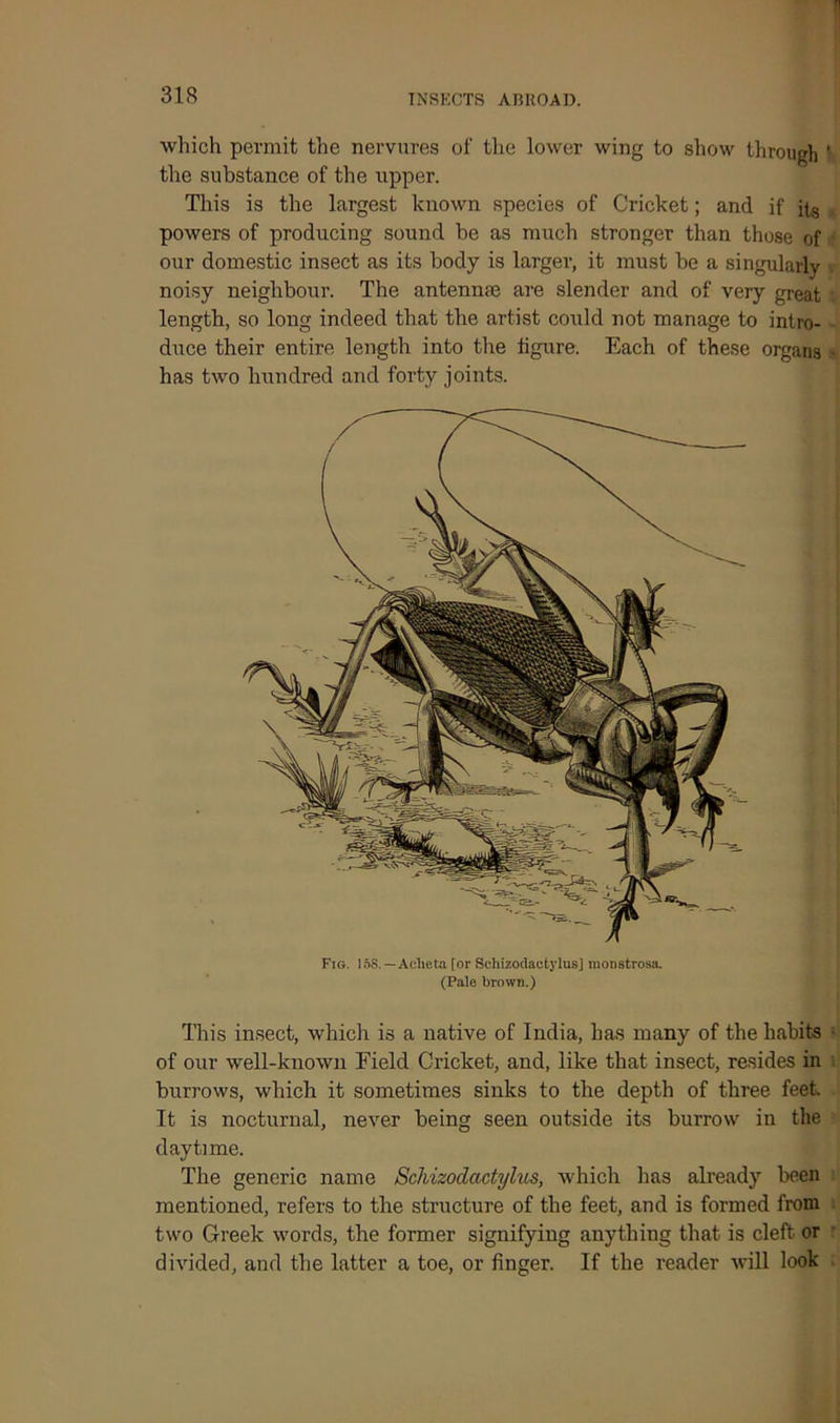 which permit the nervures of the lower wing to show through ' the substance of the upper. This is the largest known species of Cricket; and if its powers of producing sound be as much stronger than those of our domestic insect as its body is larger, it must be a singularly noisy neighbour. The antennae are slender and of very great length, so long indeed that the artist could not manage to intro- duce their entire length into the figure. Each of these organs has two hundred and forty joints. Fig. 158. — Aclieta [or Schizodactylus] nionstrosa. (Pale brown.) This insect, which is a native of India, has many of the habits of our well-known Field Cricket, and, like that insect, resides in burrows, which it sometimes sinks to the depth of three feet It is nocturnal, never being seen outside its burrow in the daytime. The generic name Schizodactylus, which has already been mentioned, refers to the structure of the feet, and is formed from two Greek words, the former signifying anything that is cleft or divided, and the latter a toe, or finger. If the reader will look